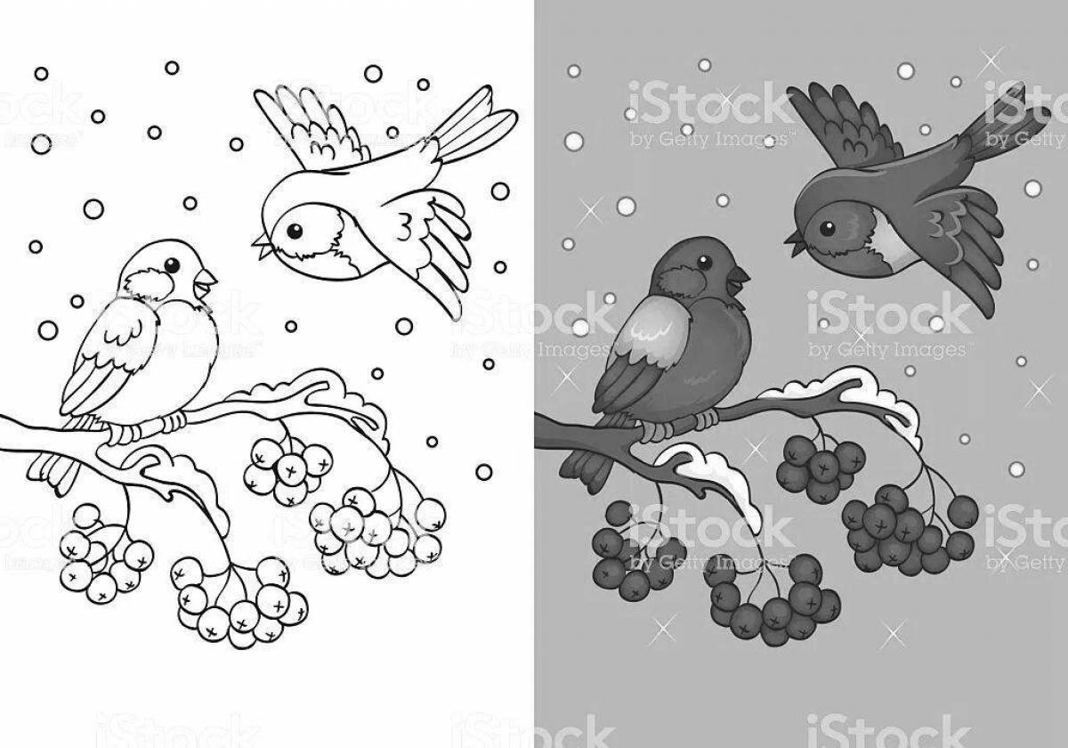 Раскраска буйные зимующие птицы
