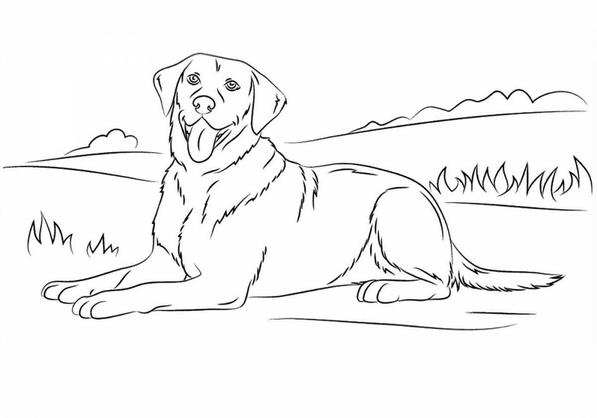 Coloring page labrador in the field
