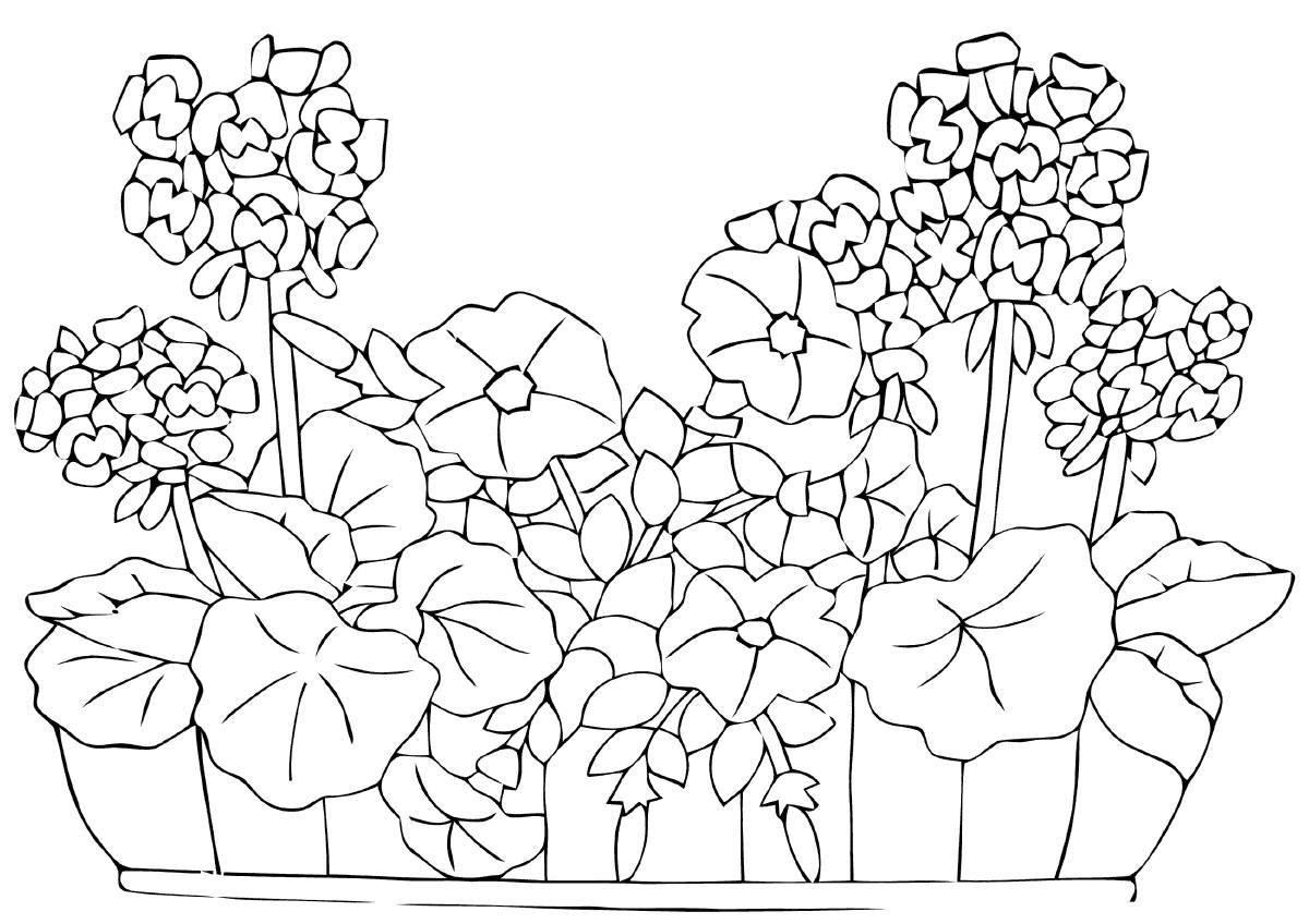 Flowerbed drawing