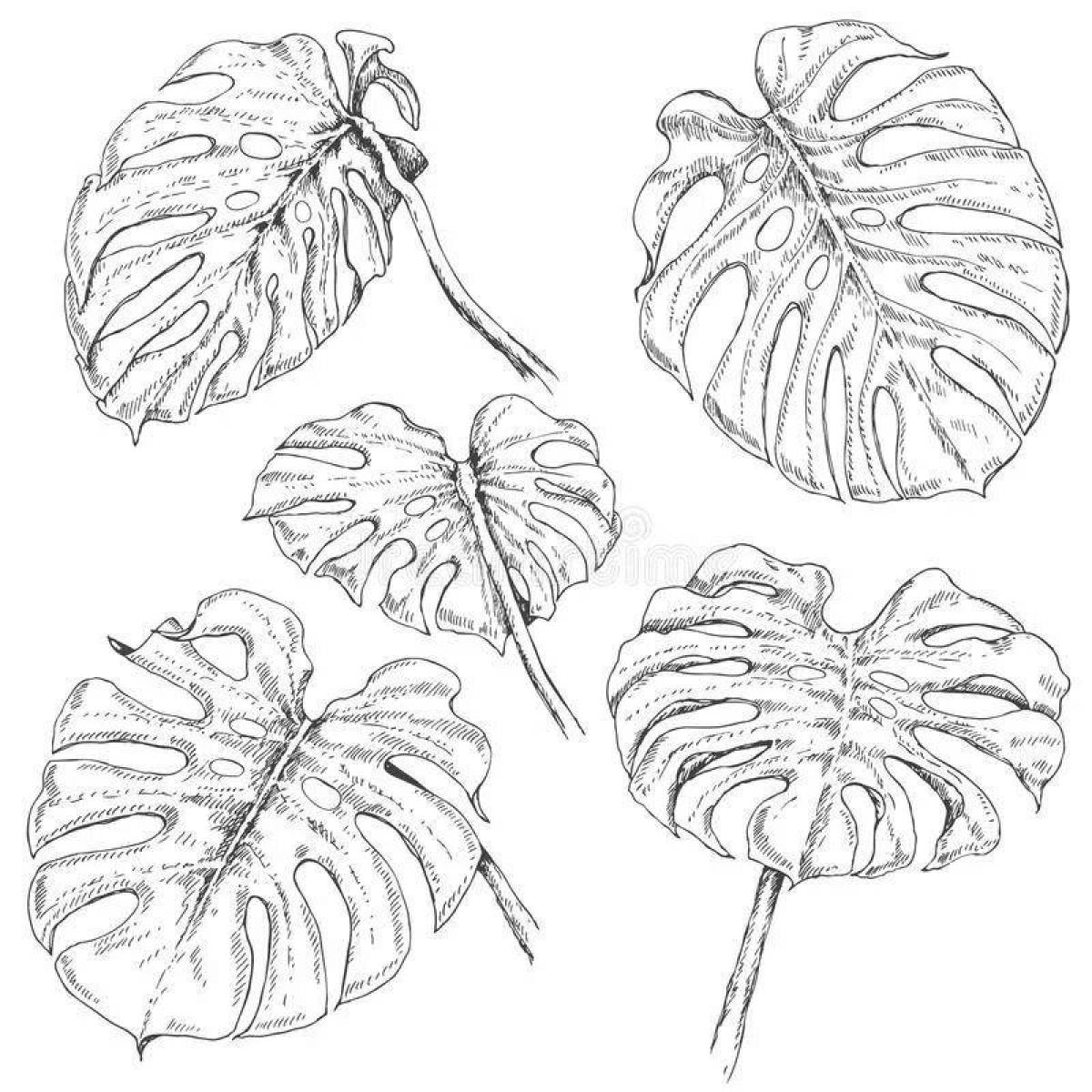 Attractive monstera coloring page