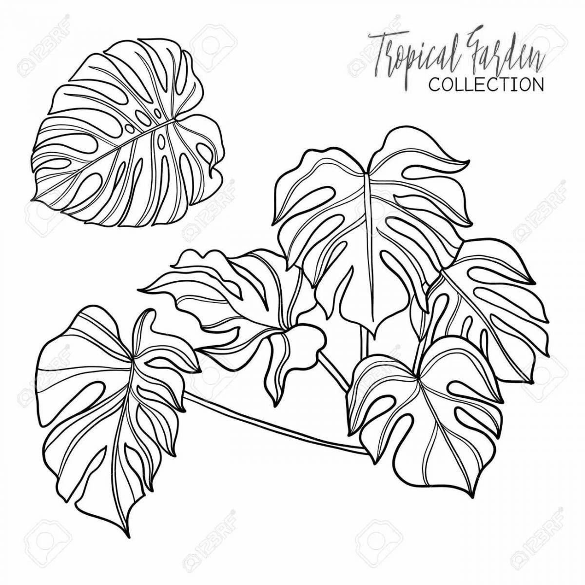Gorgeous monstera coloring page
