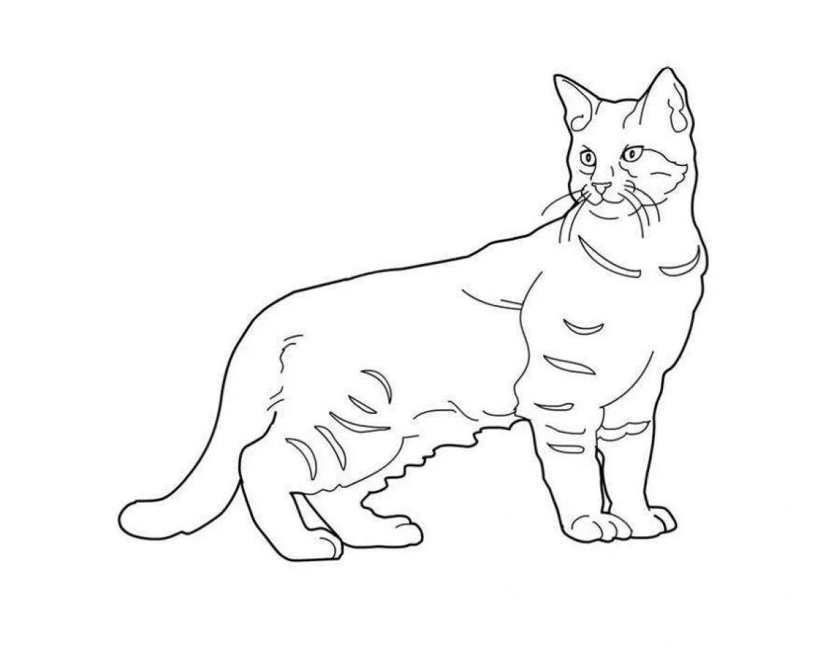 Coloring book fluffy pencil cat