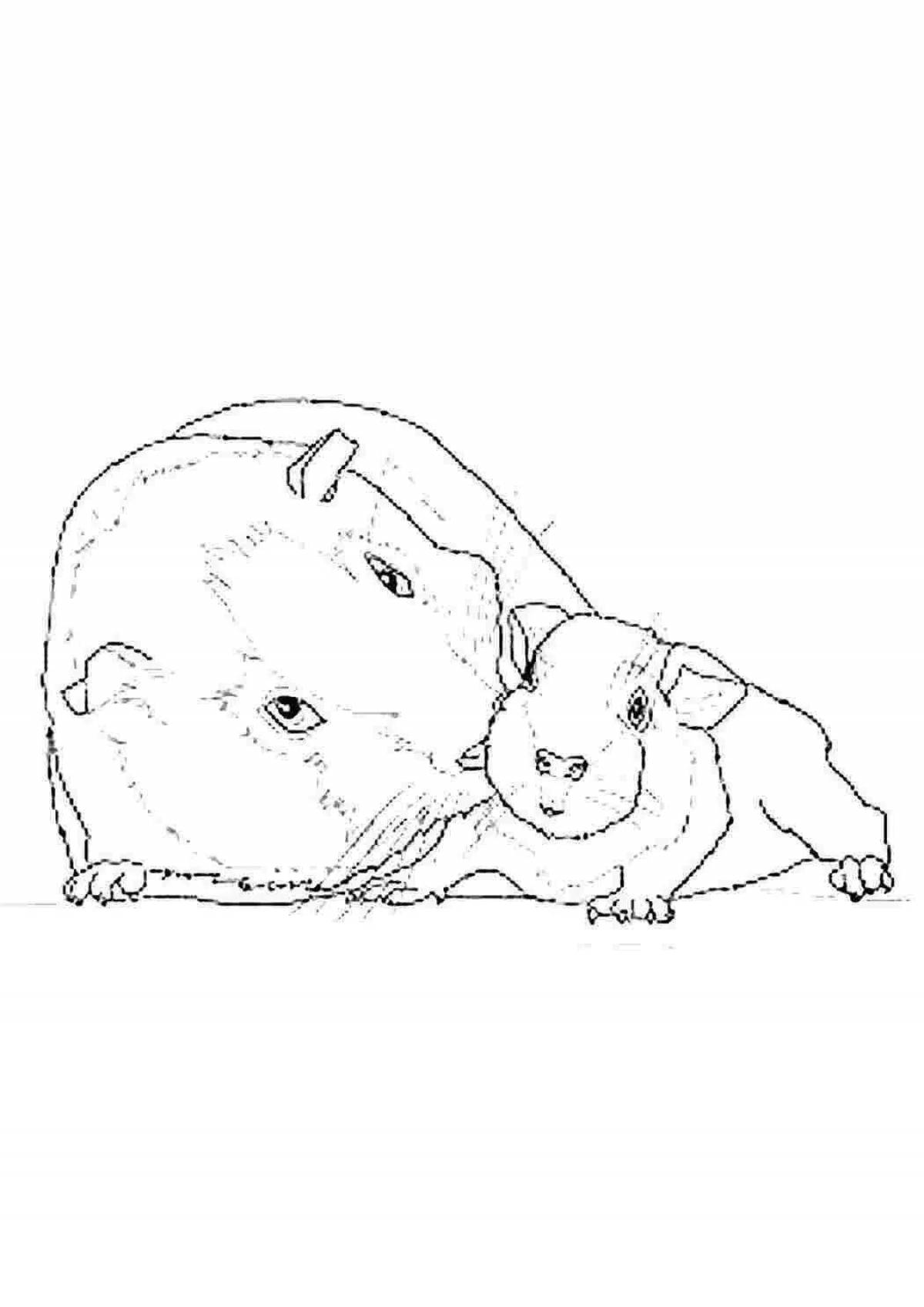 Fancy guinea pig coloring book for kids