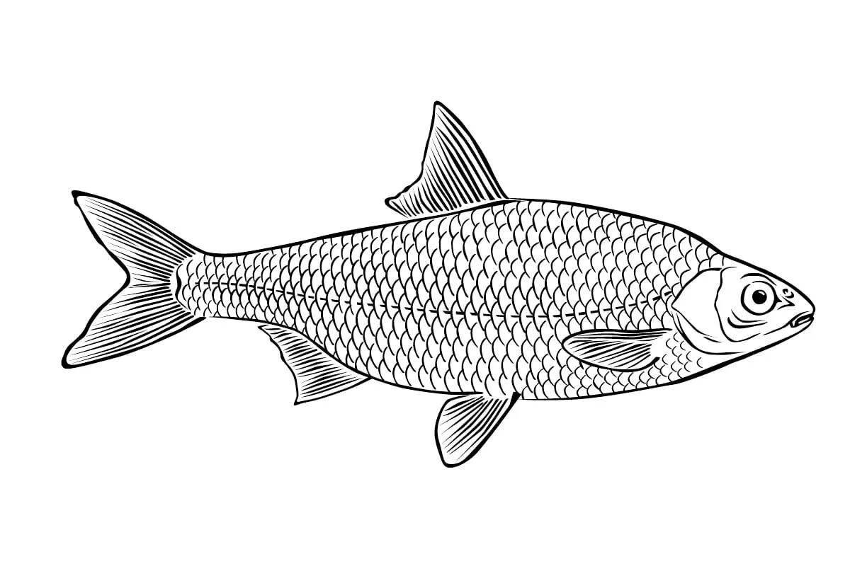 Coloring book outstanding river fish