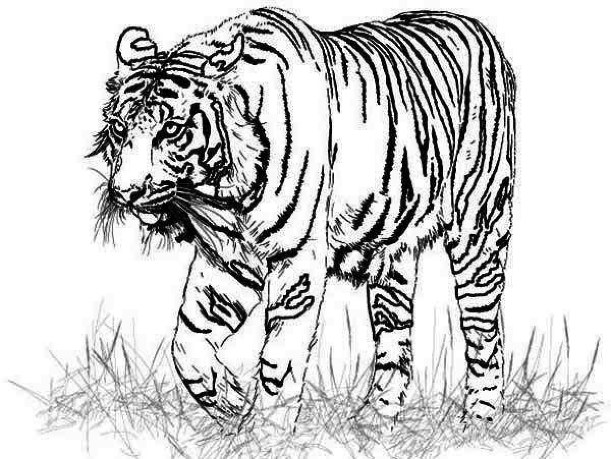 Раскраска ослепительный бенгальский тигр