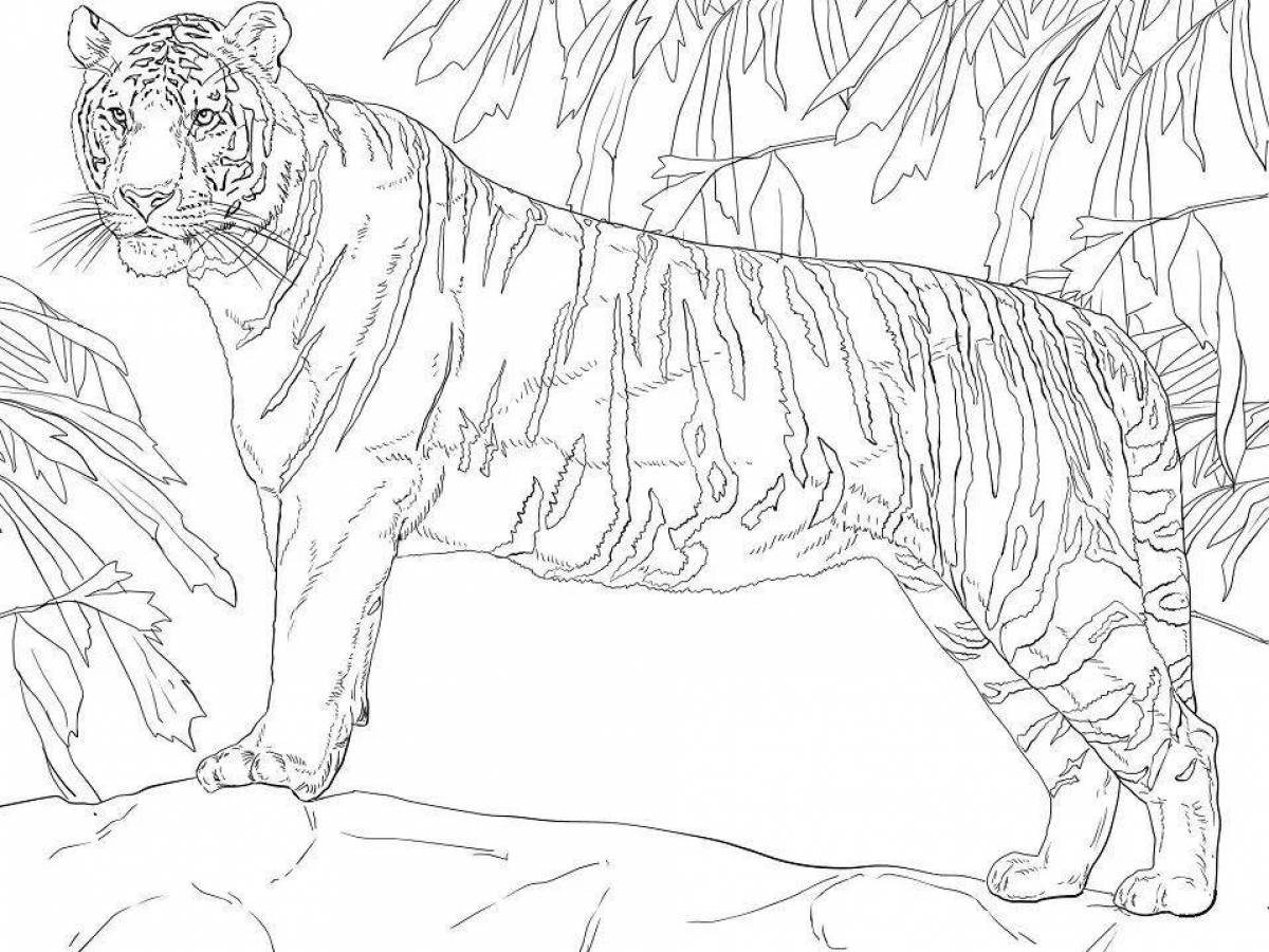Тигр бенгальский #7