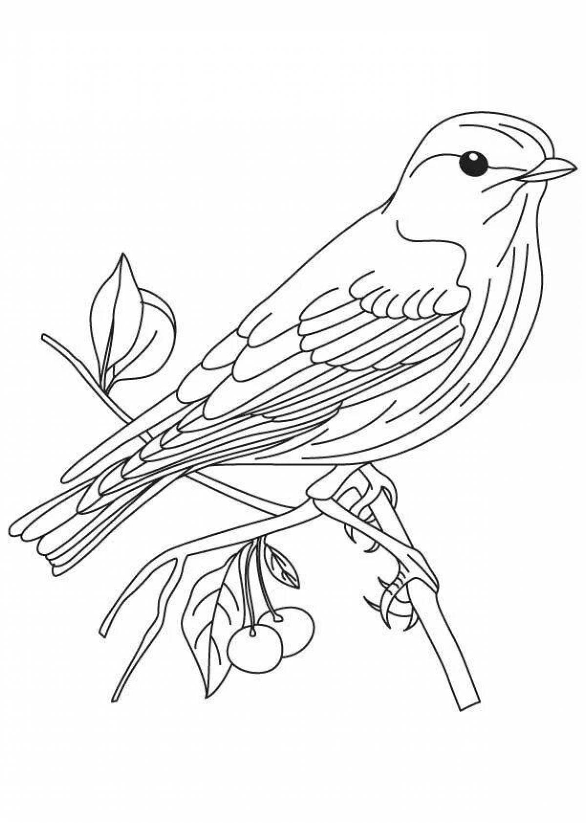 Птица на ветке раскраска для детей