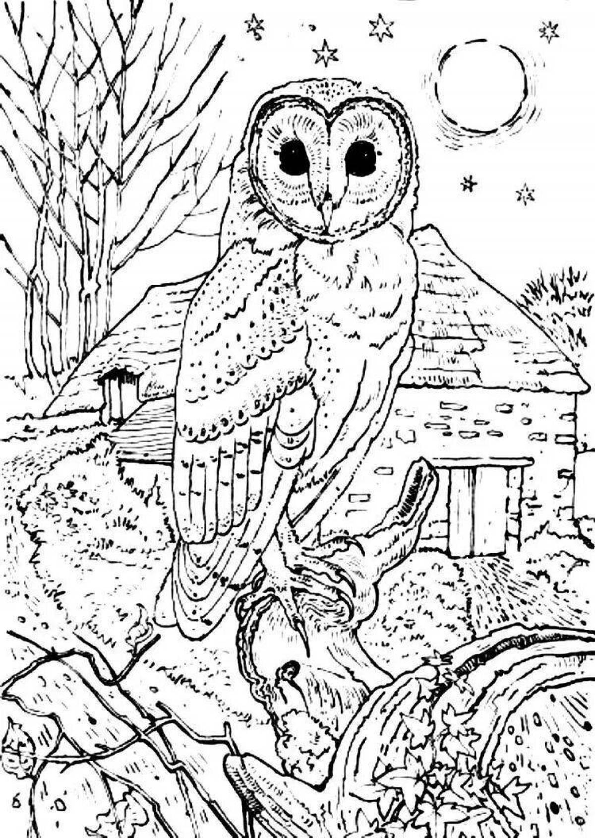 Colouring serene owl on a tree