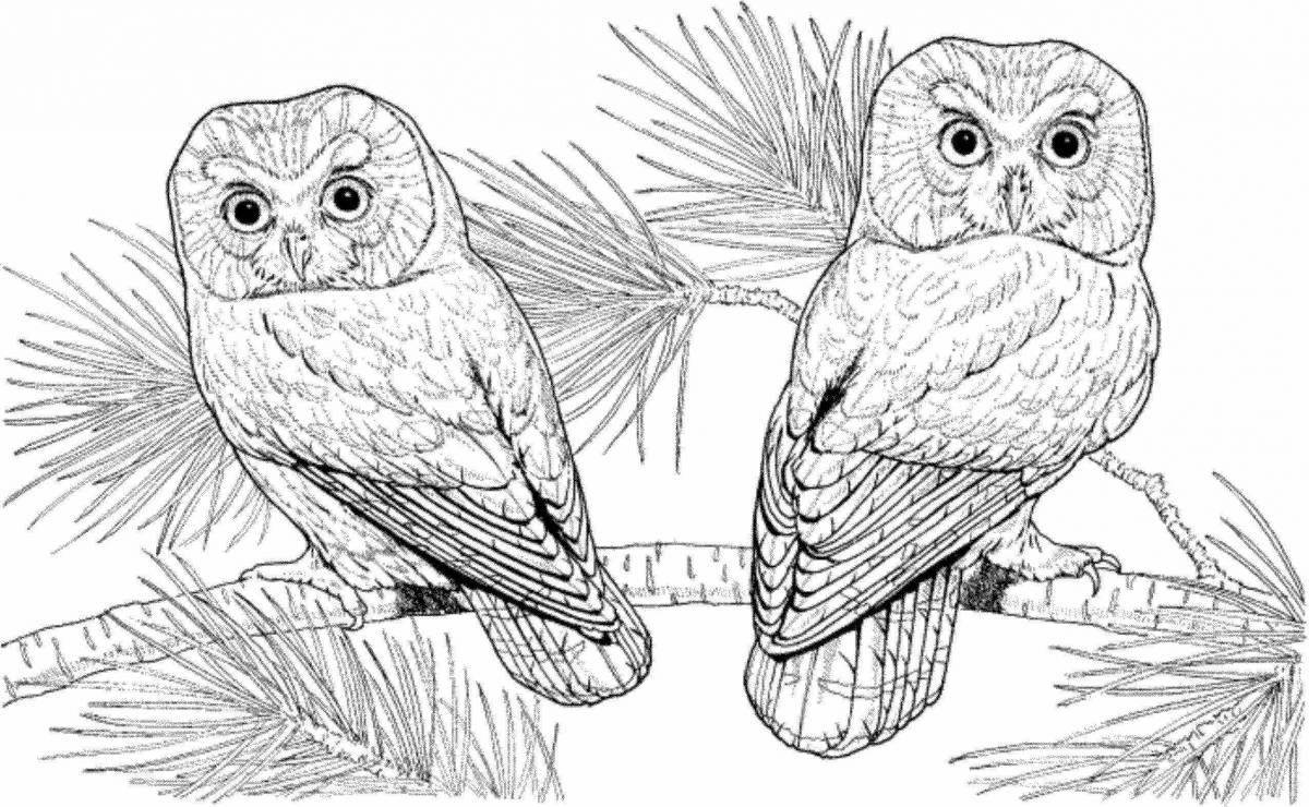 Coloring page elegant owl on a tree