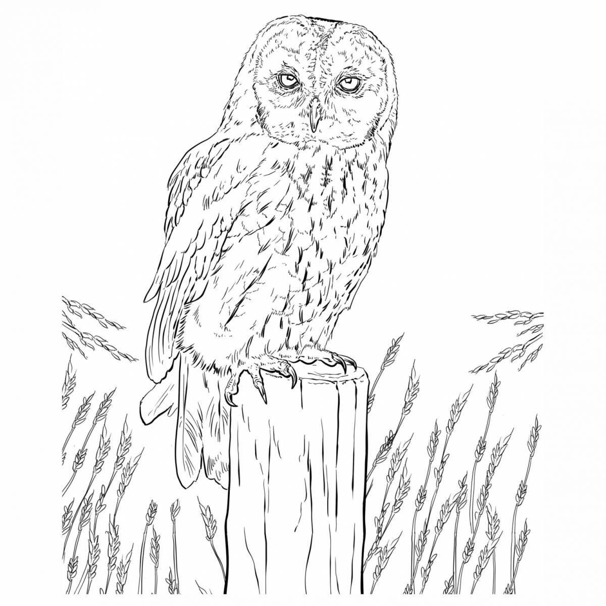 Intriguing owl coloring page on a tree