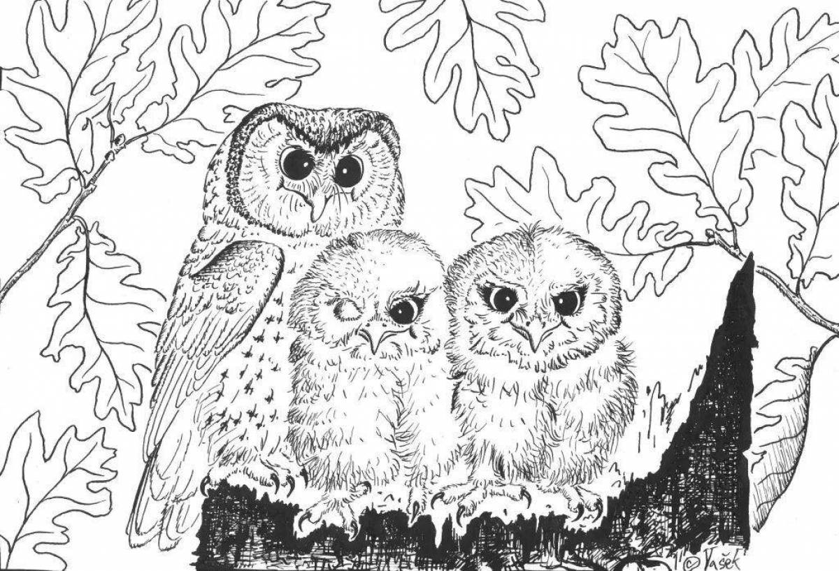 Coloring page of a magic owl on a tree