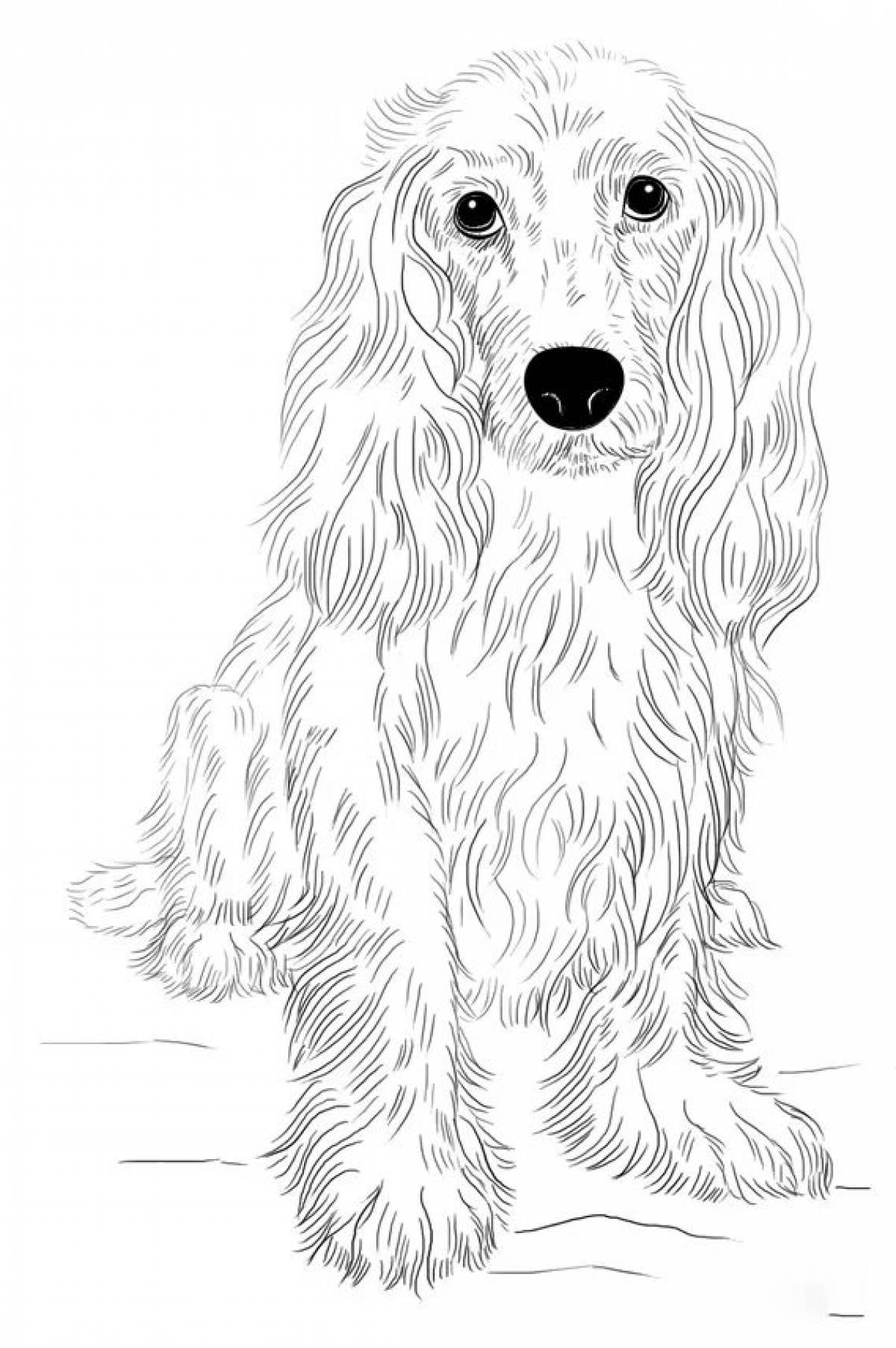 Colouring cheerful cocker spaniel