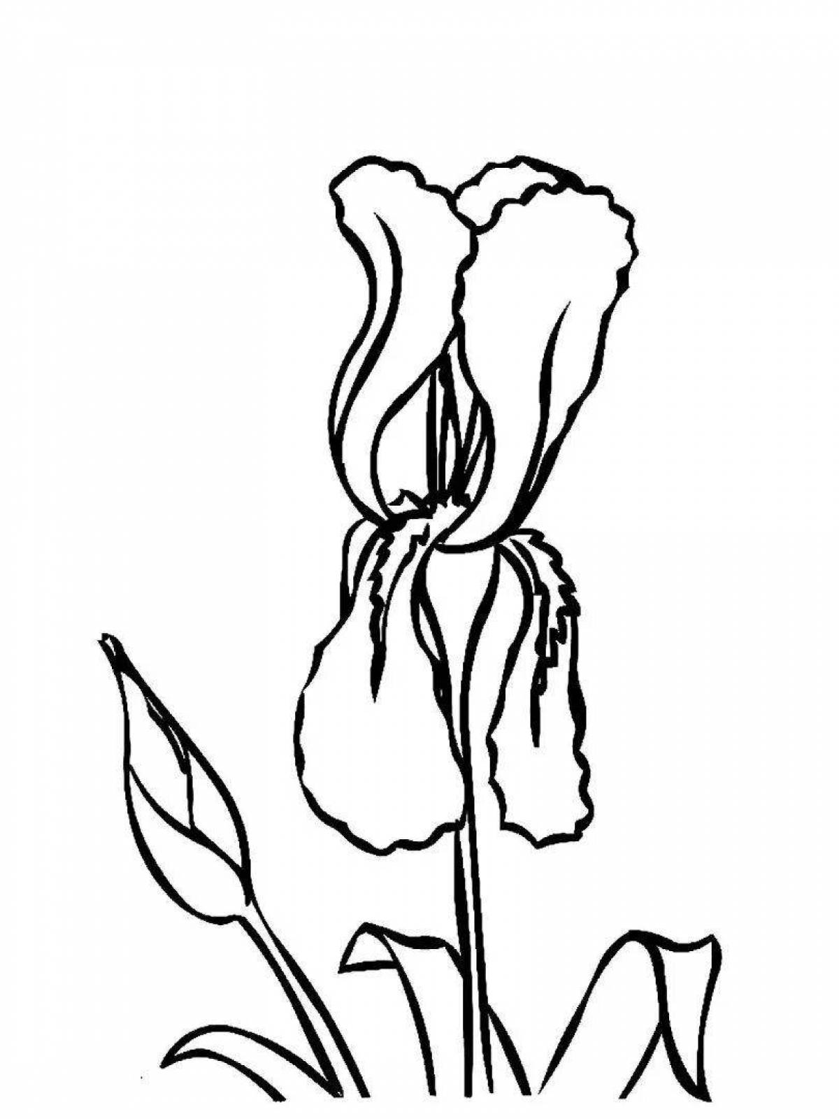 Нежная раскраска цветок ириса