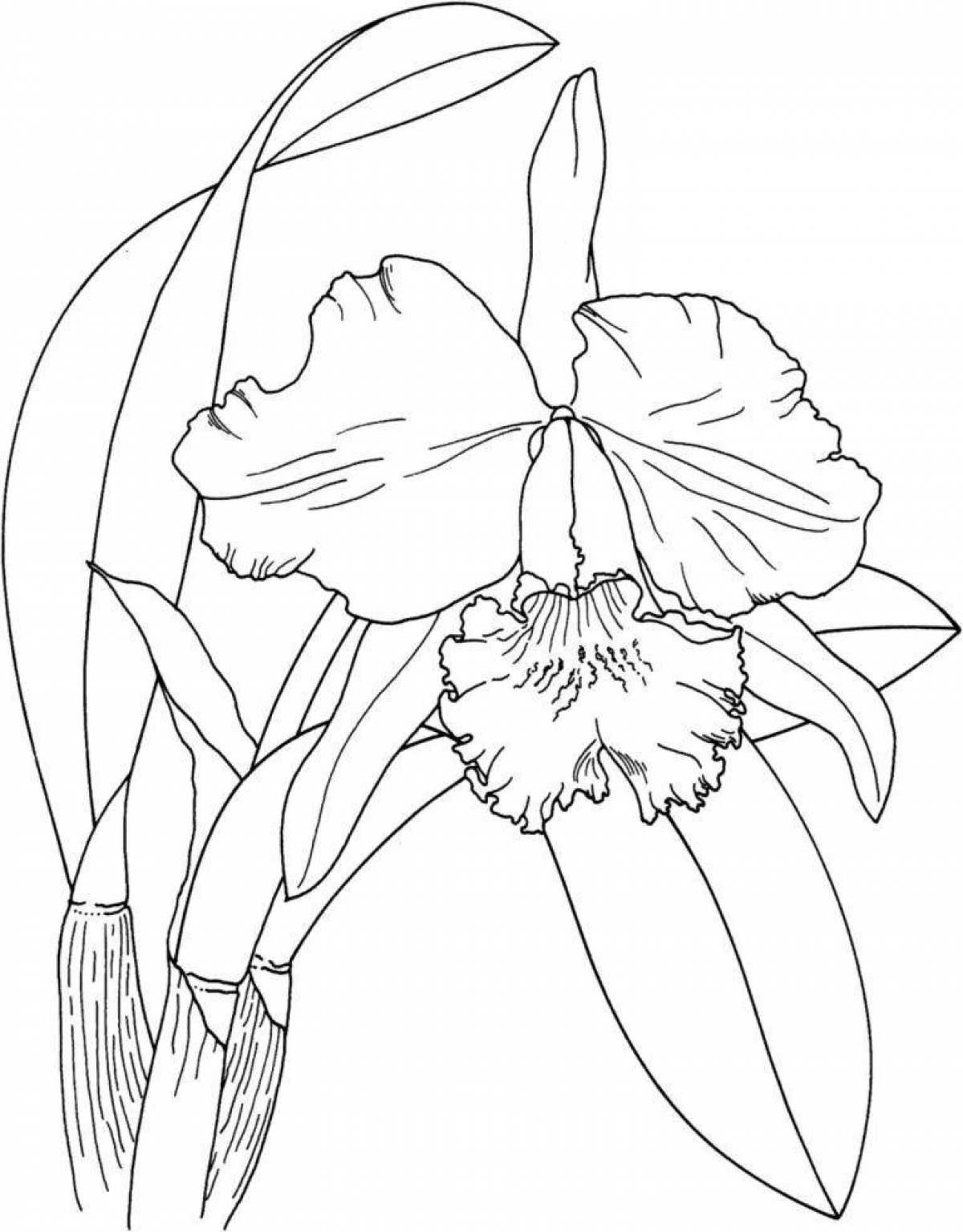 Сияющая раскраска цветок ириса