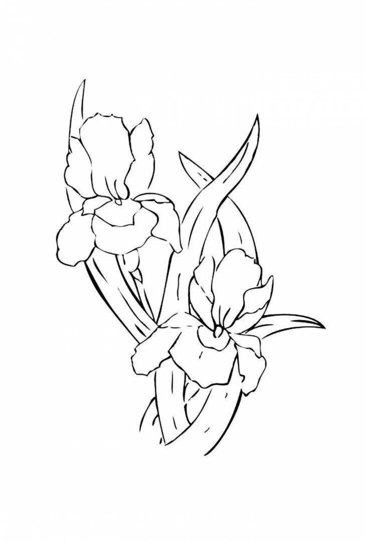 Изысканная раскраска цветок ириса