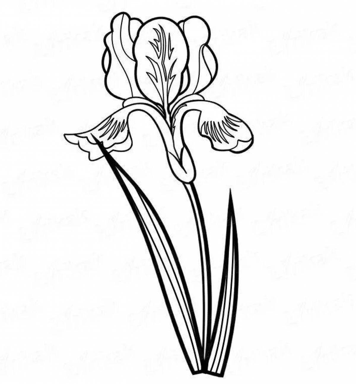 Gorgeous iris flower coloring book