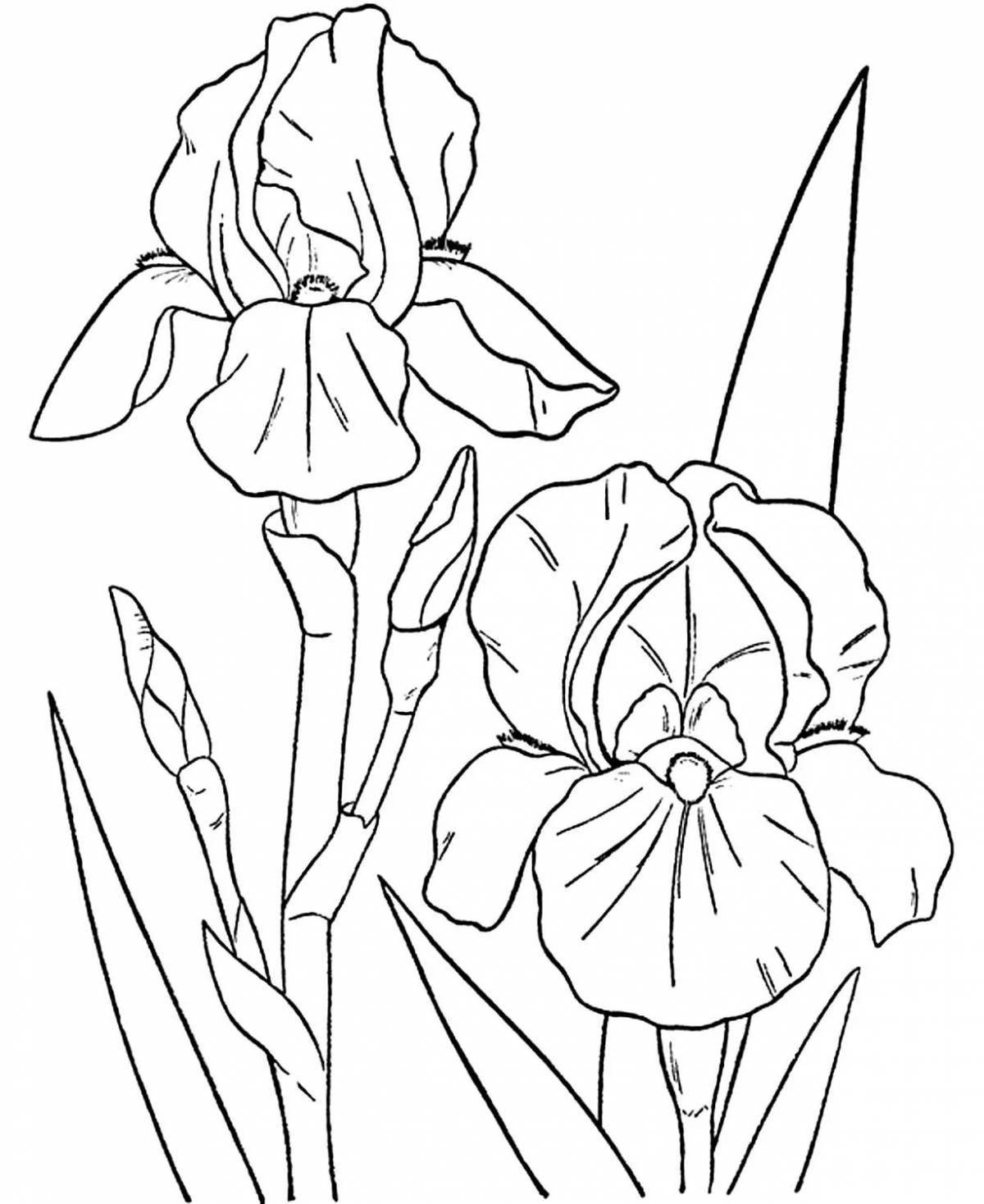 Ослепительная раскраска цветок ириса