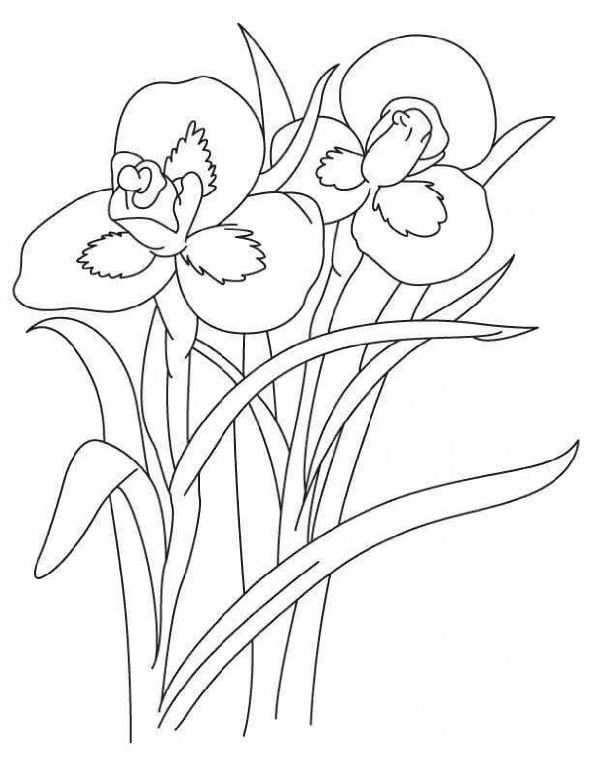 Очаровательная раскраска цветок ириса