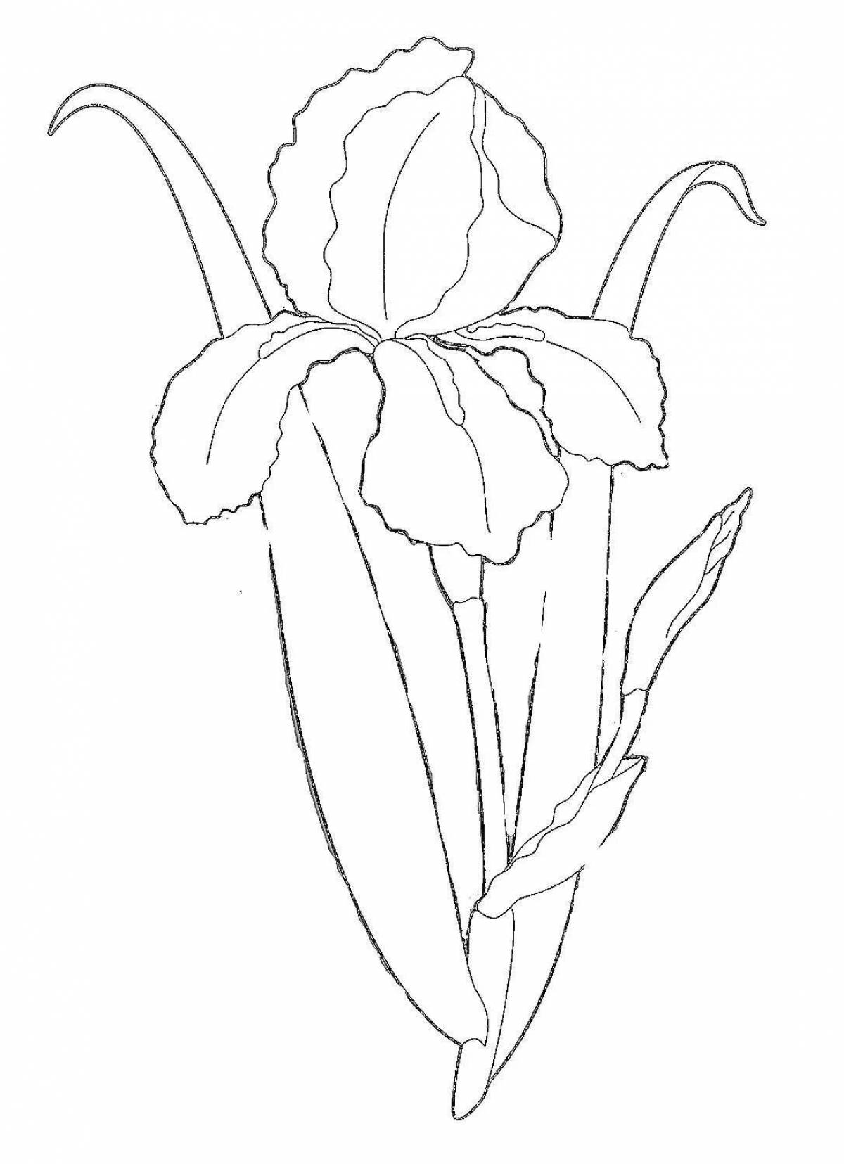 Beautiful coloring iris flower