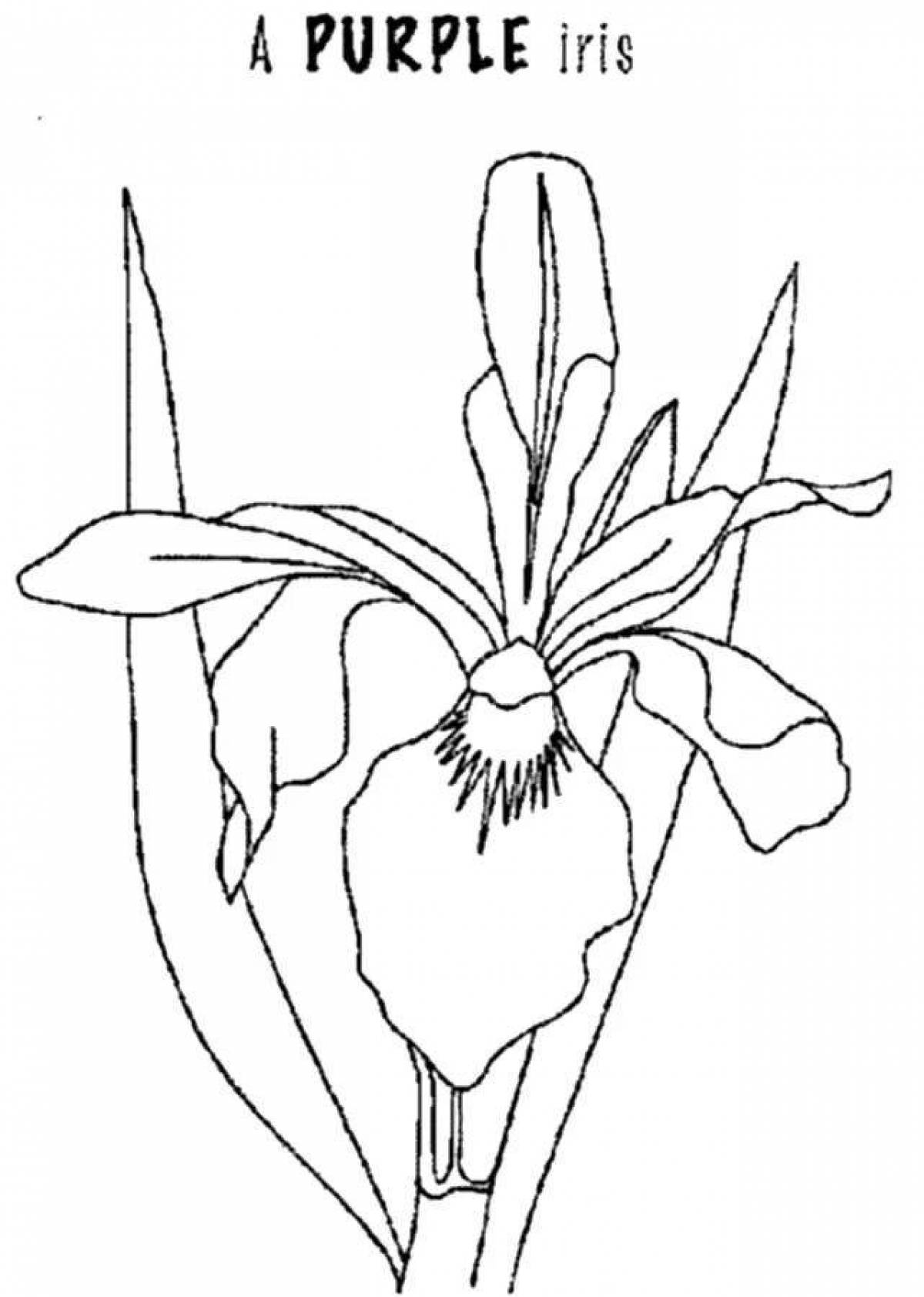 Экзотическая раскраска цветок ириса