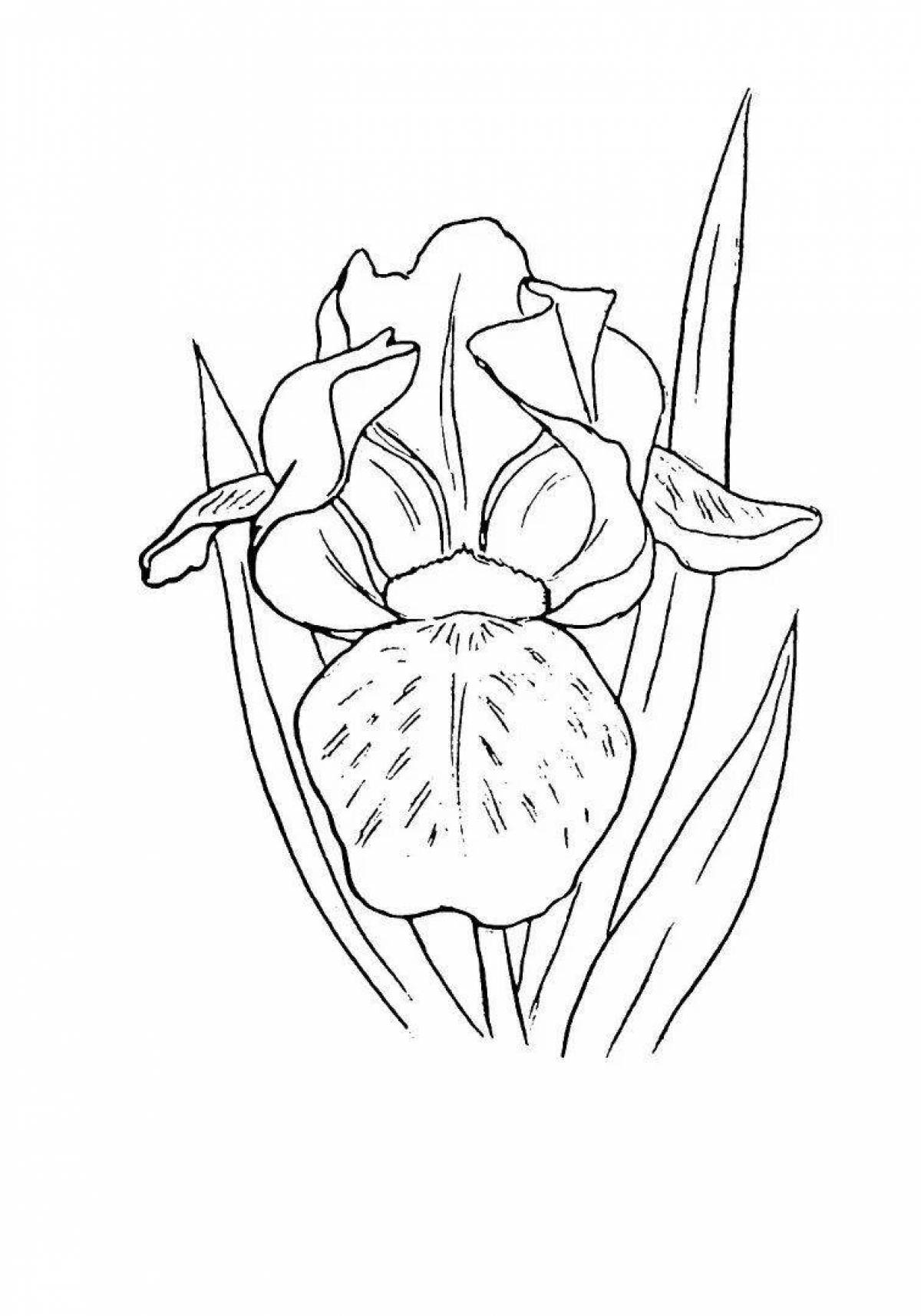 Perfect coloring iris flower