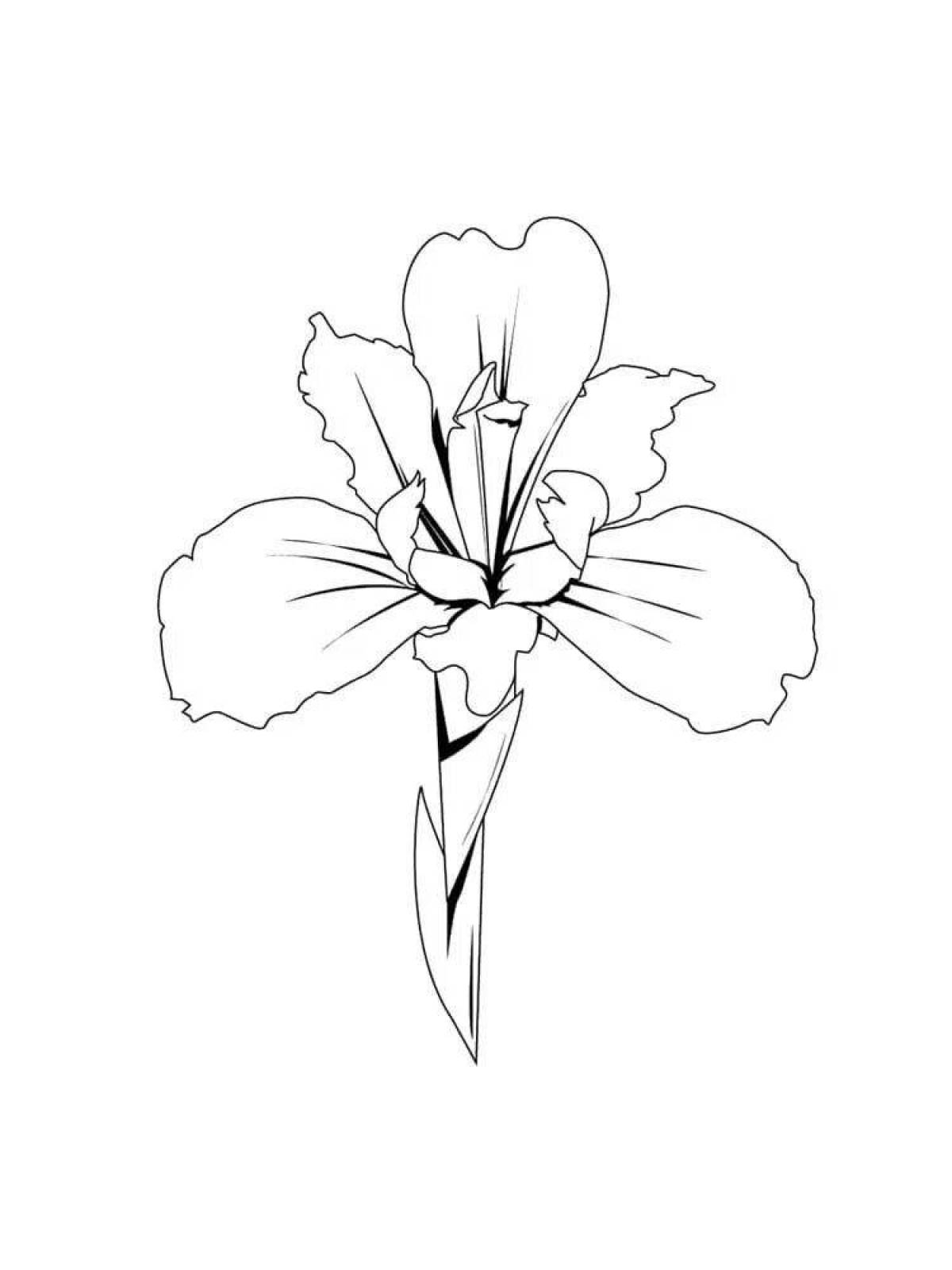 Playful coloring iris flower