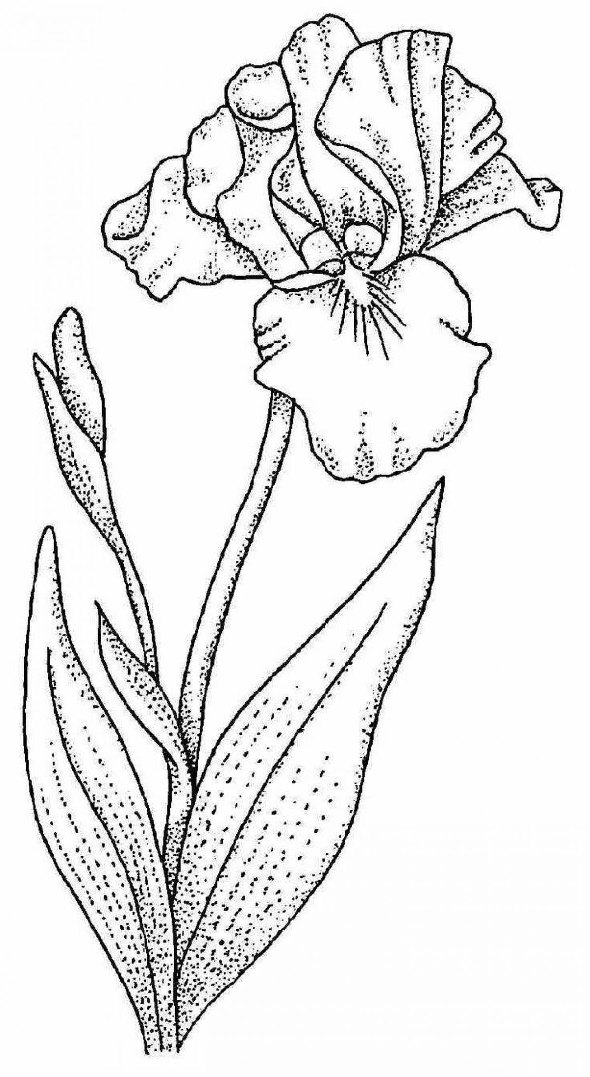 Радостная раскраска цветок ириса