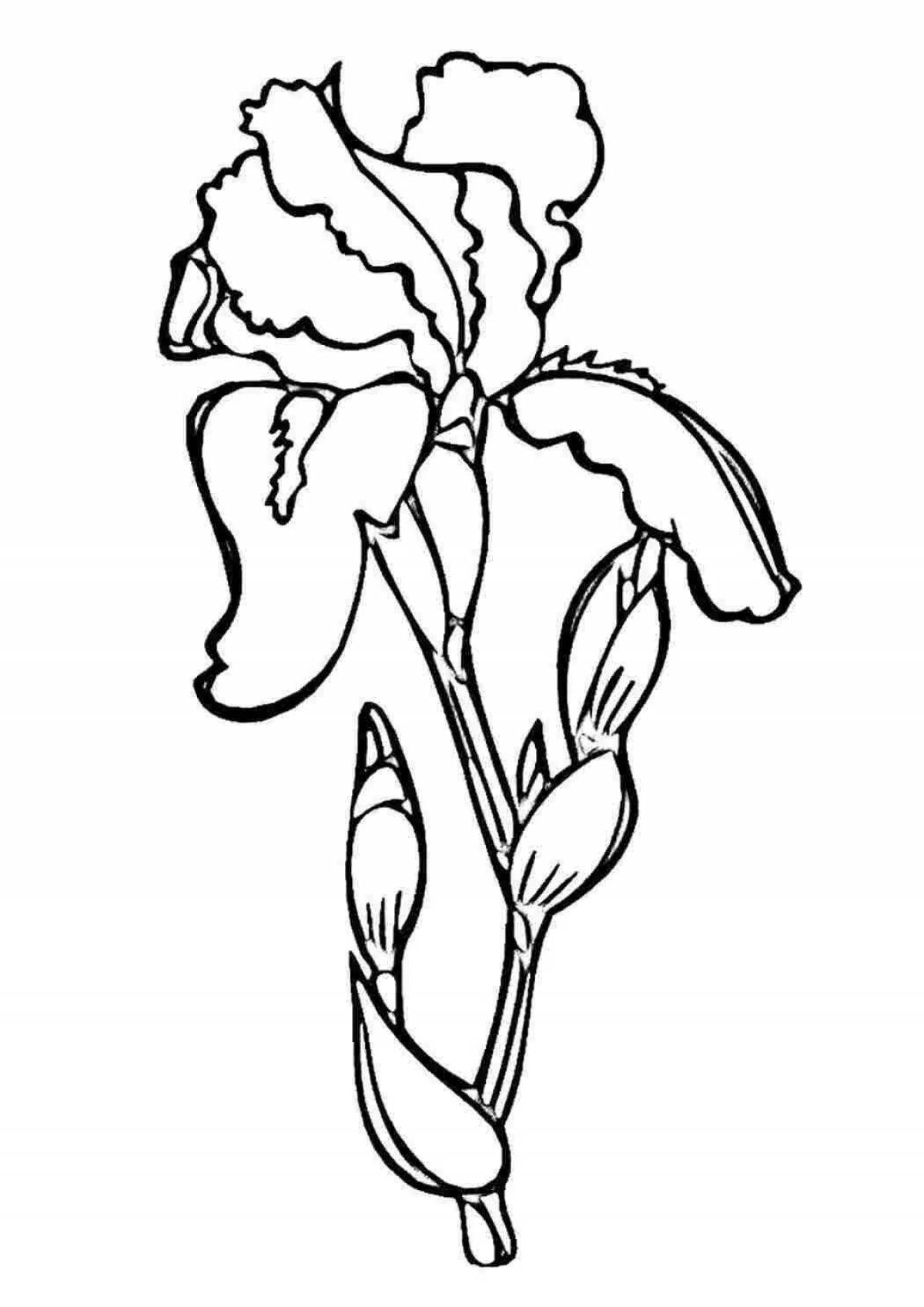 Восхитительная раскраска цветок ириса