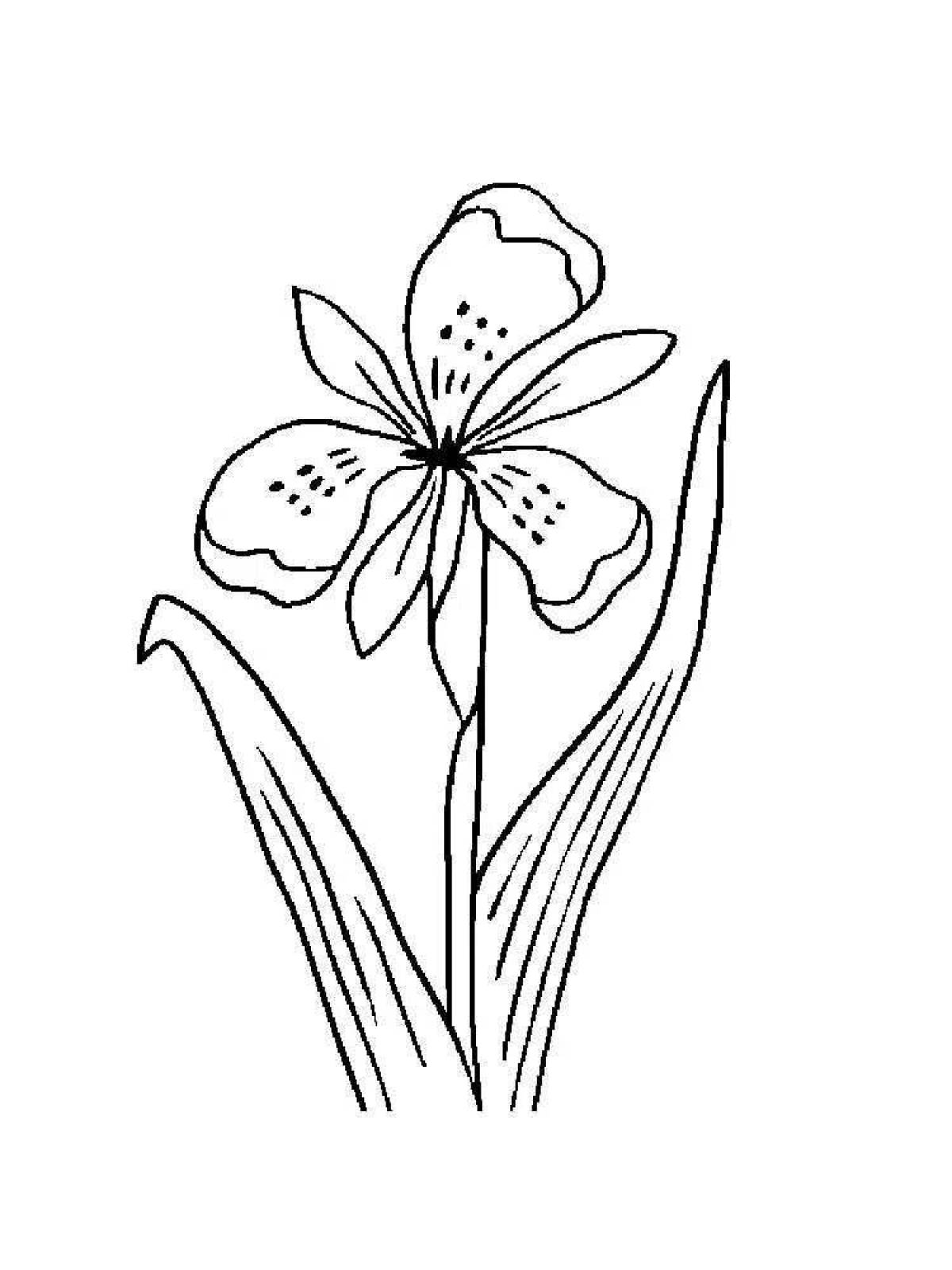 Coloring book exalted iris flower