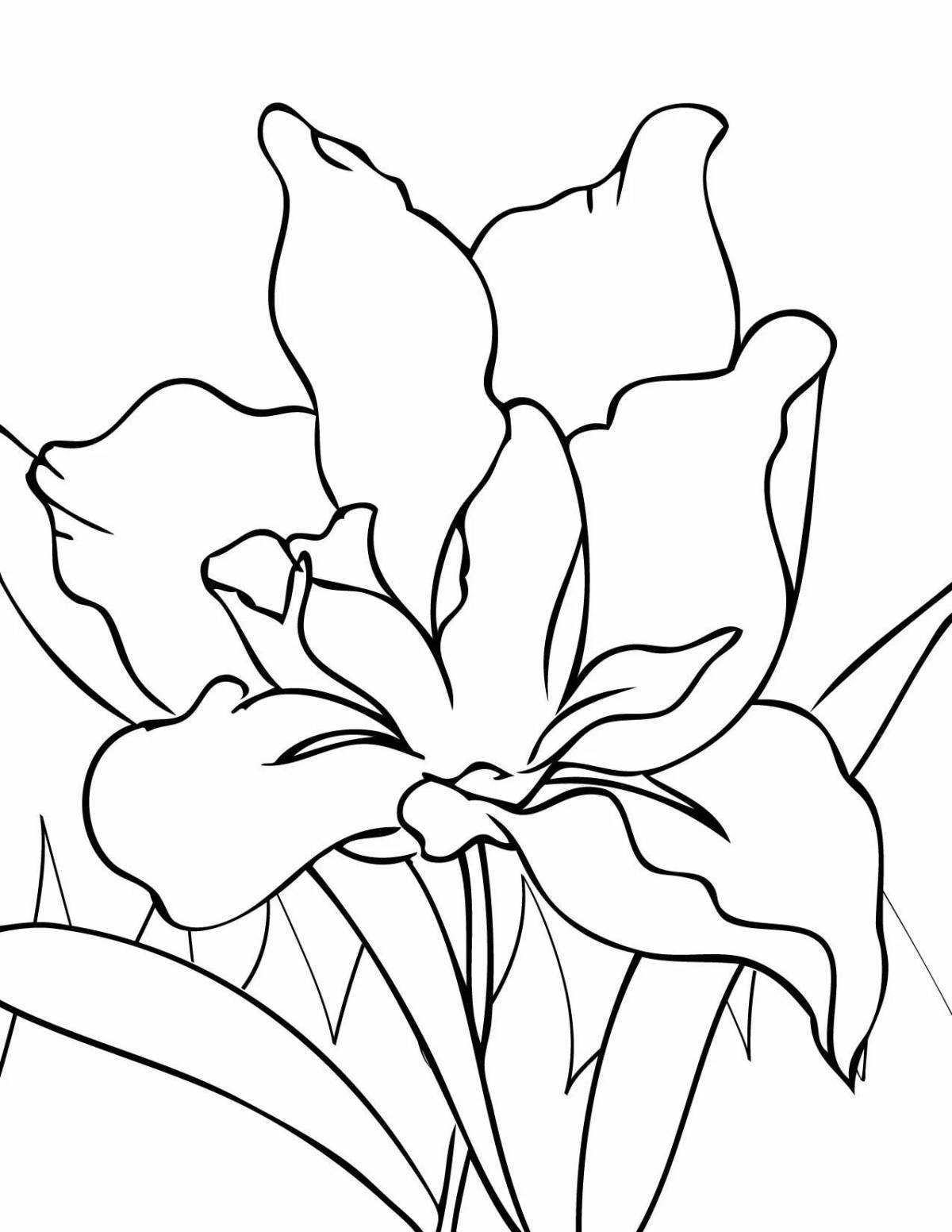Iris flower #4