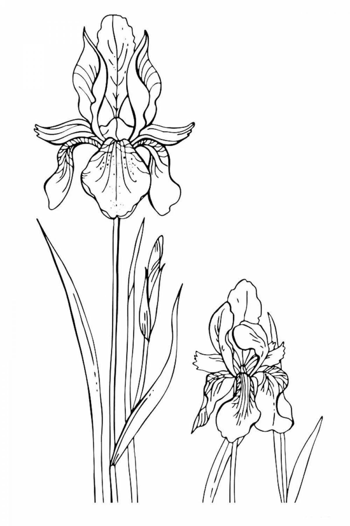 Iris flower #6