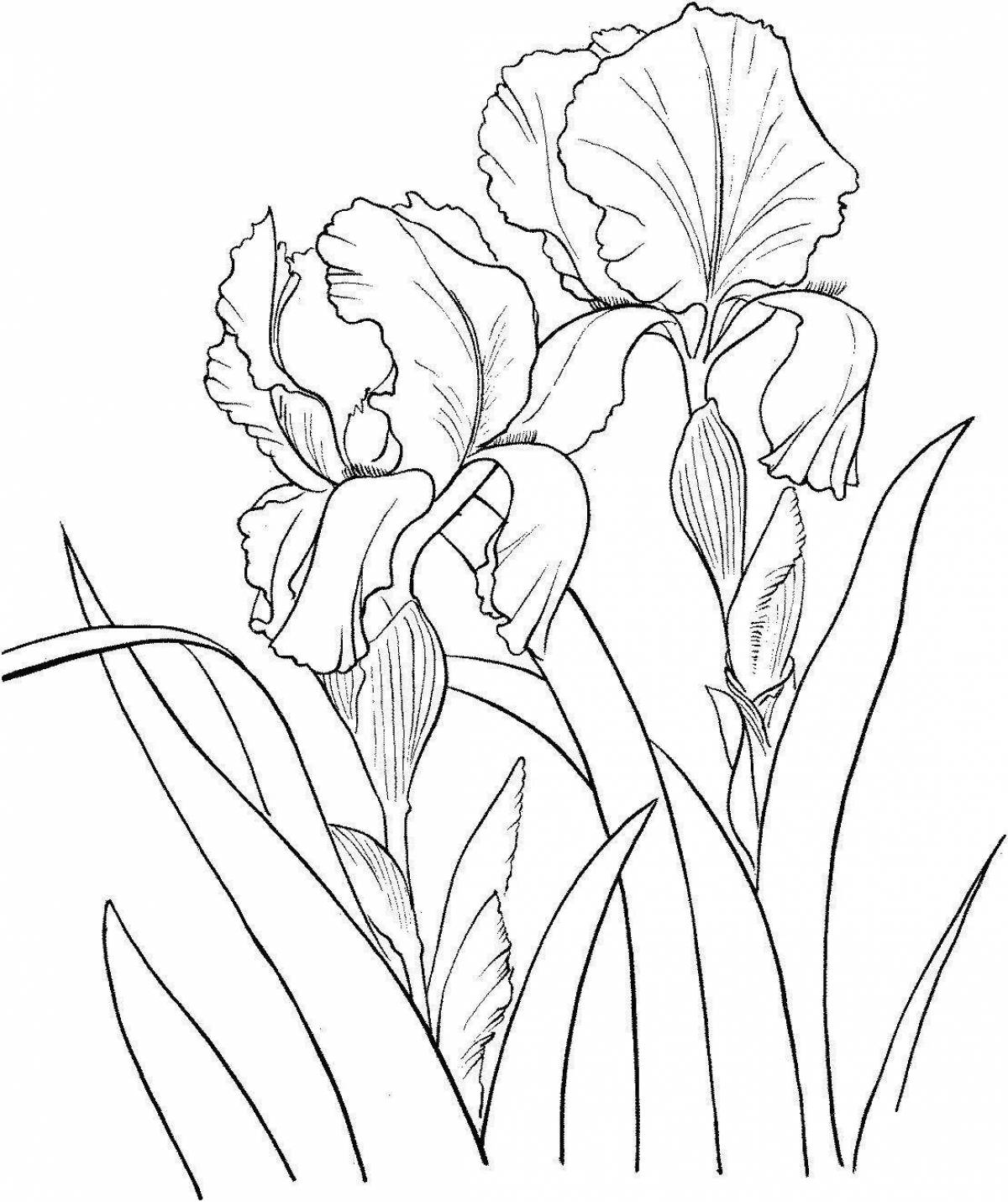 Iris flower #8
