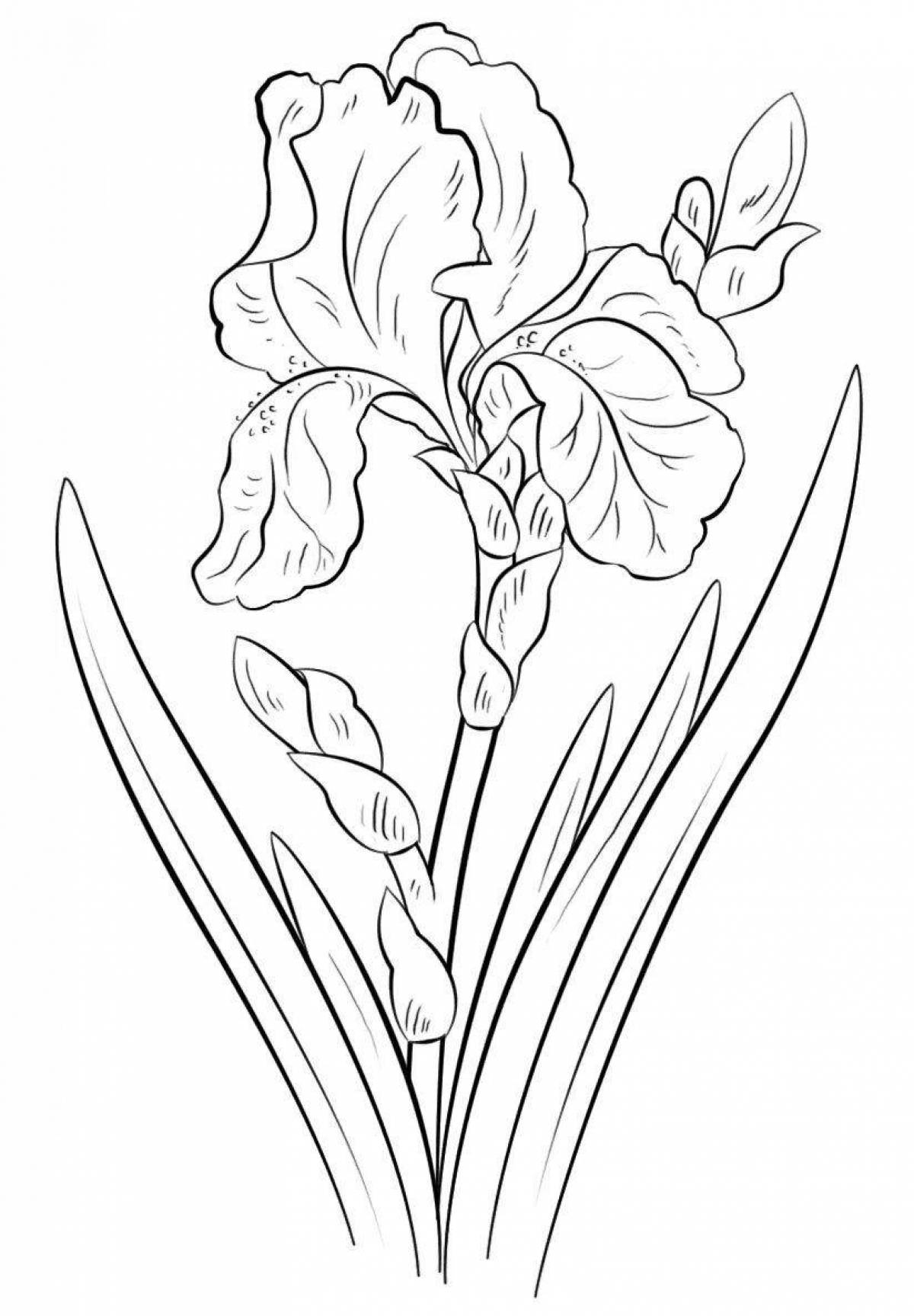 Iris flower #12