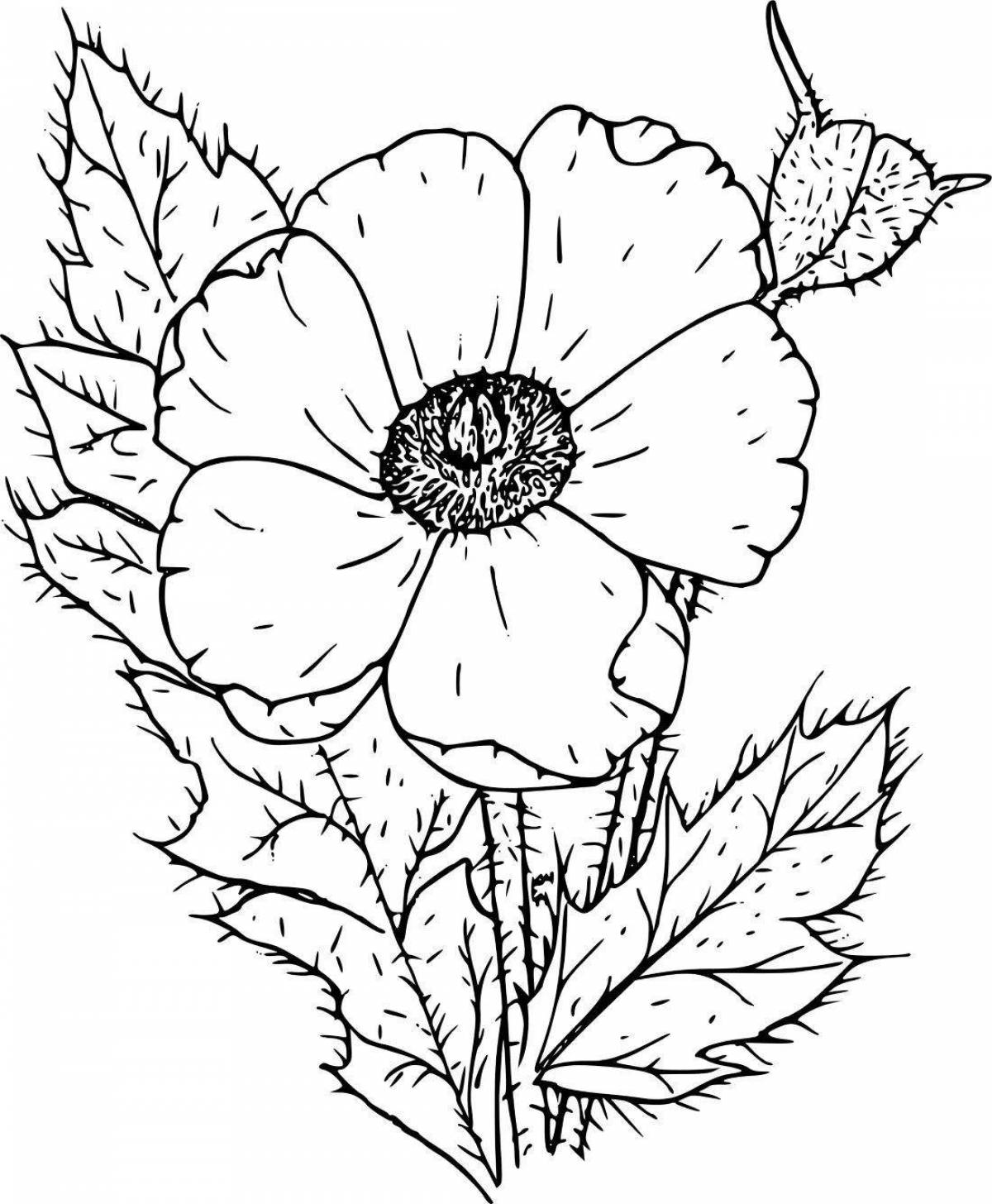 Fun poppy coloring for kids
