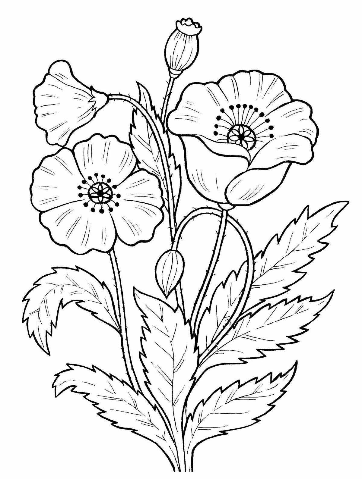 Coloring sweet poppy for kids
