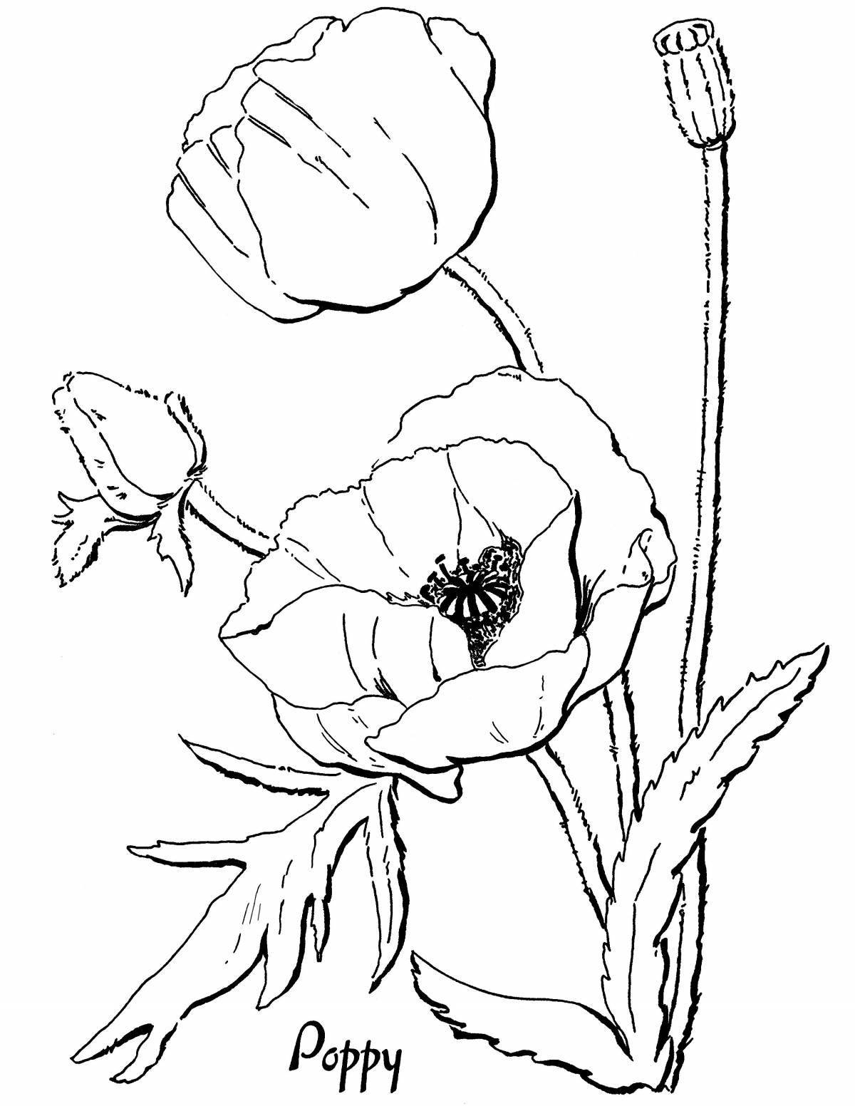 Gorgeous poppy coloring book for kids