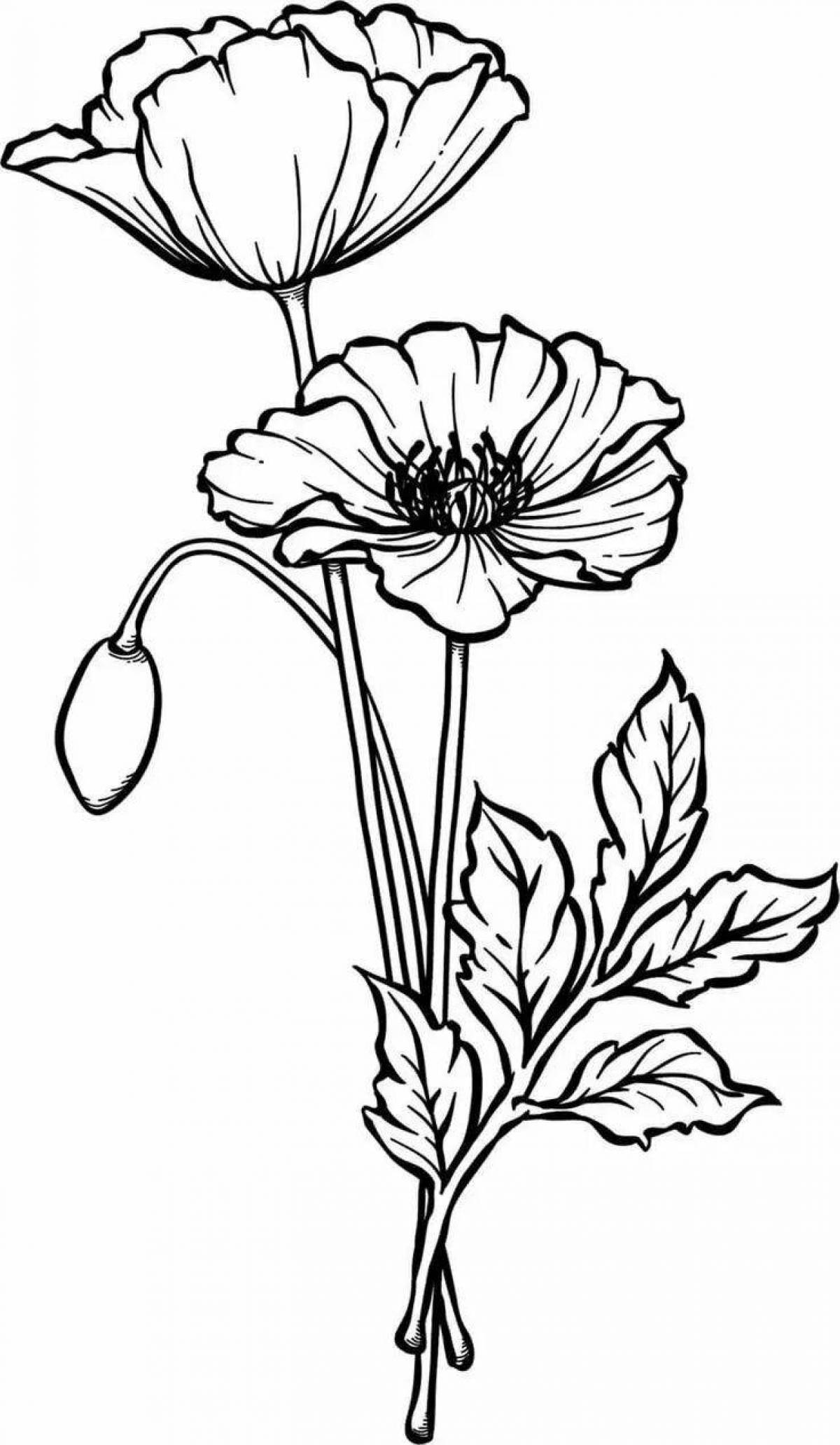 Exquisite poppy coloring book for kids