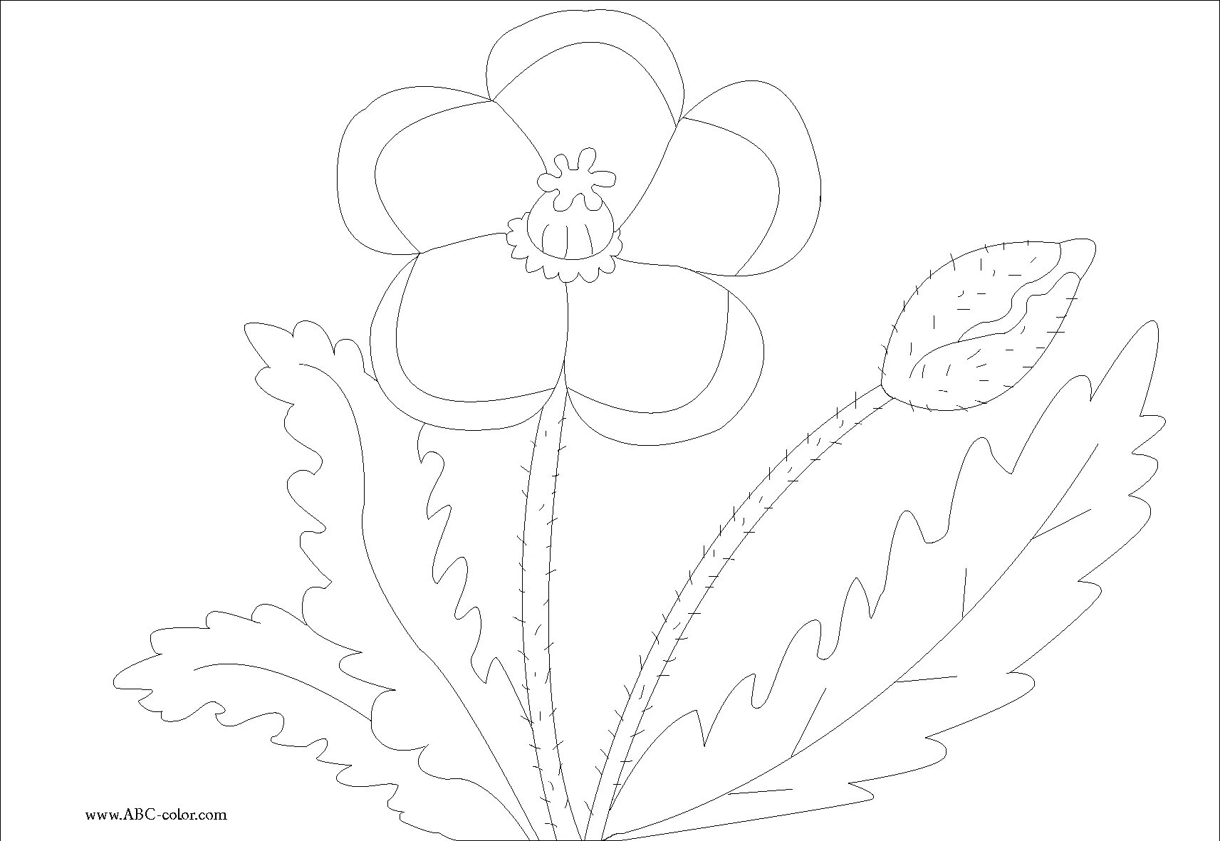 Coloring book dazzling poppy for children