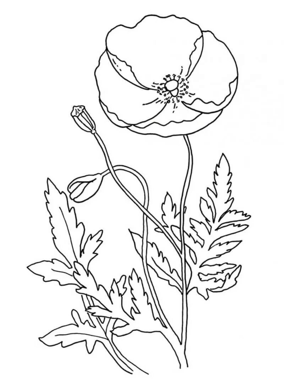 Attractive poppy coloring book for kids