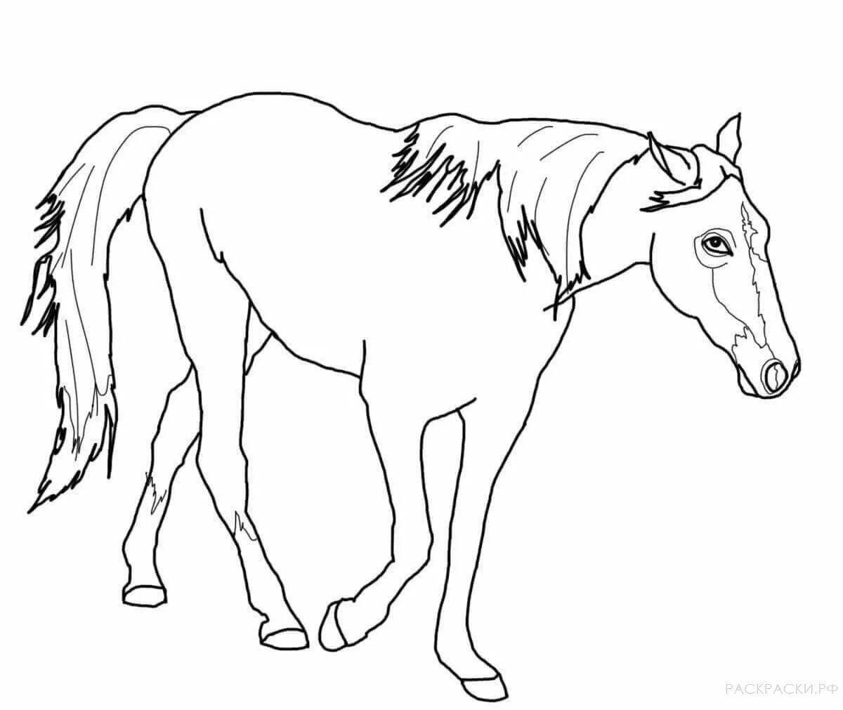 Раскраска ослепительная долговязая лошадь
