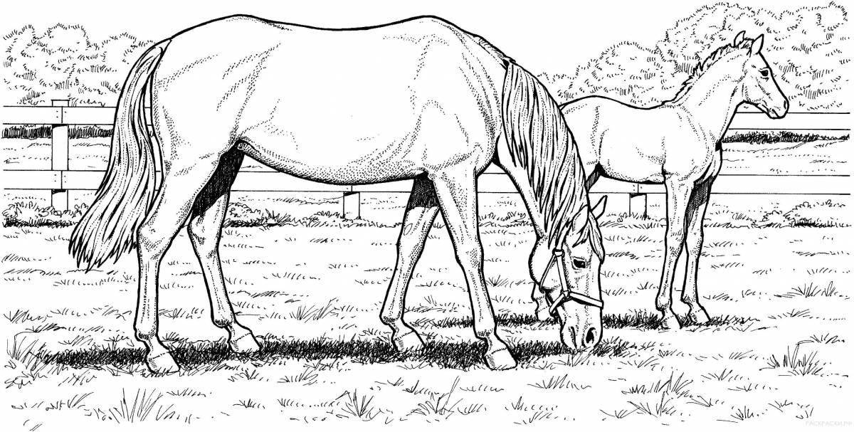 Раскраска королевская долговязая лошадь
