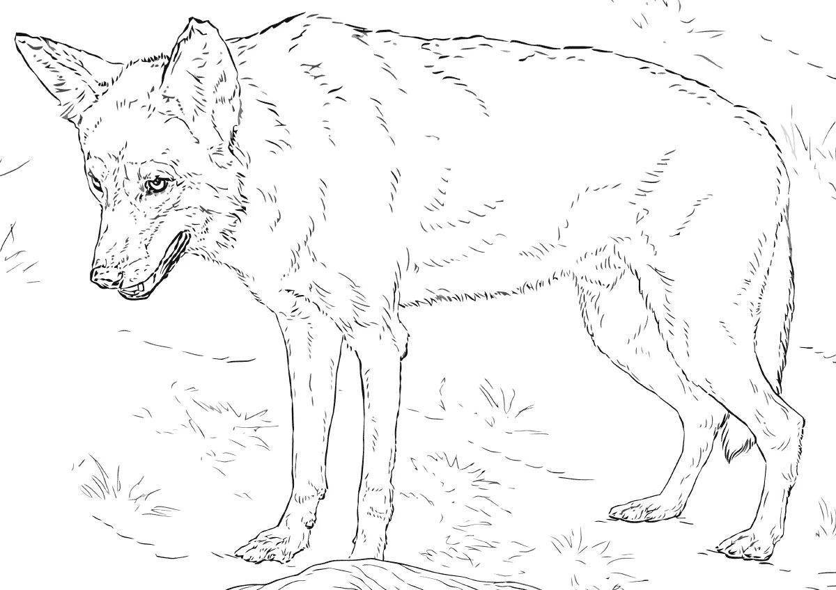 Coloring majestic red wolf