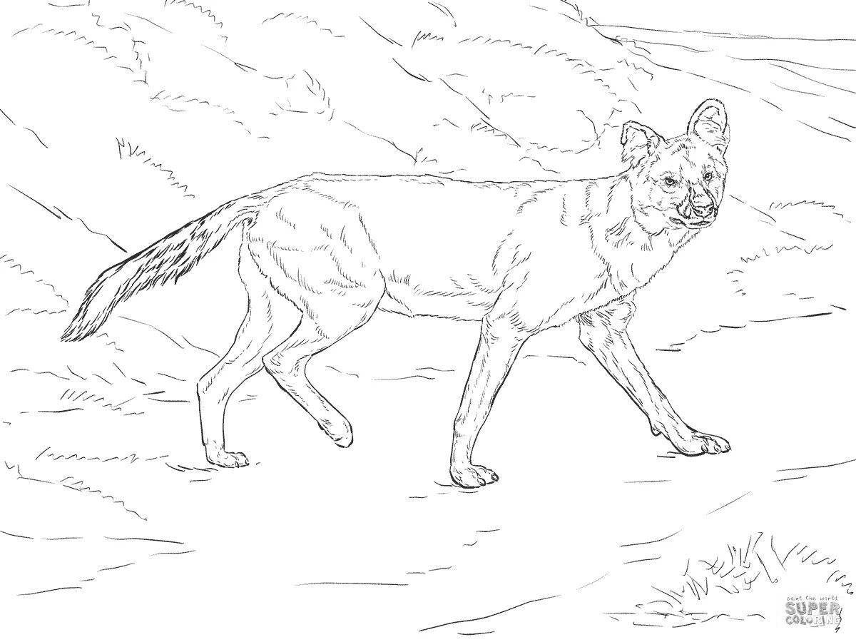 Great red wolf coloring page