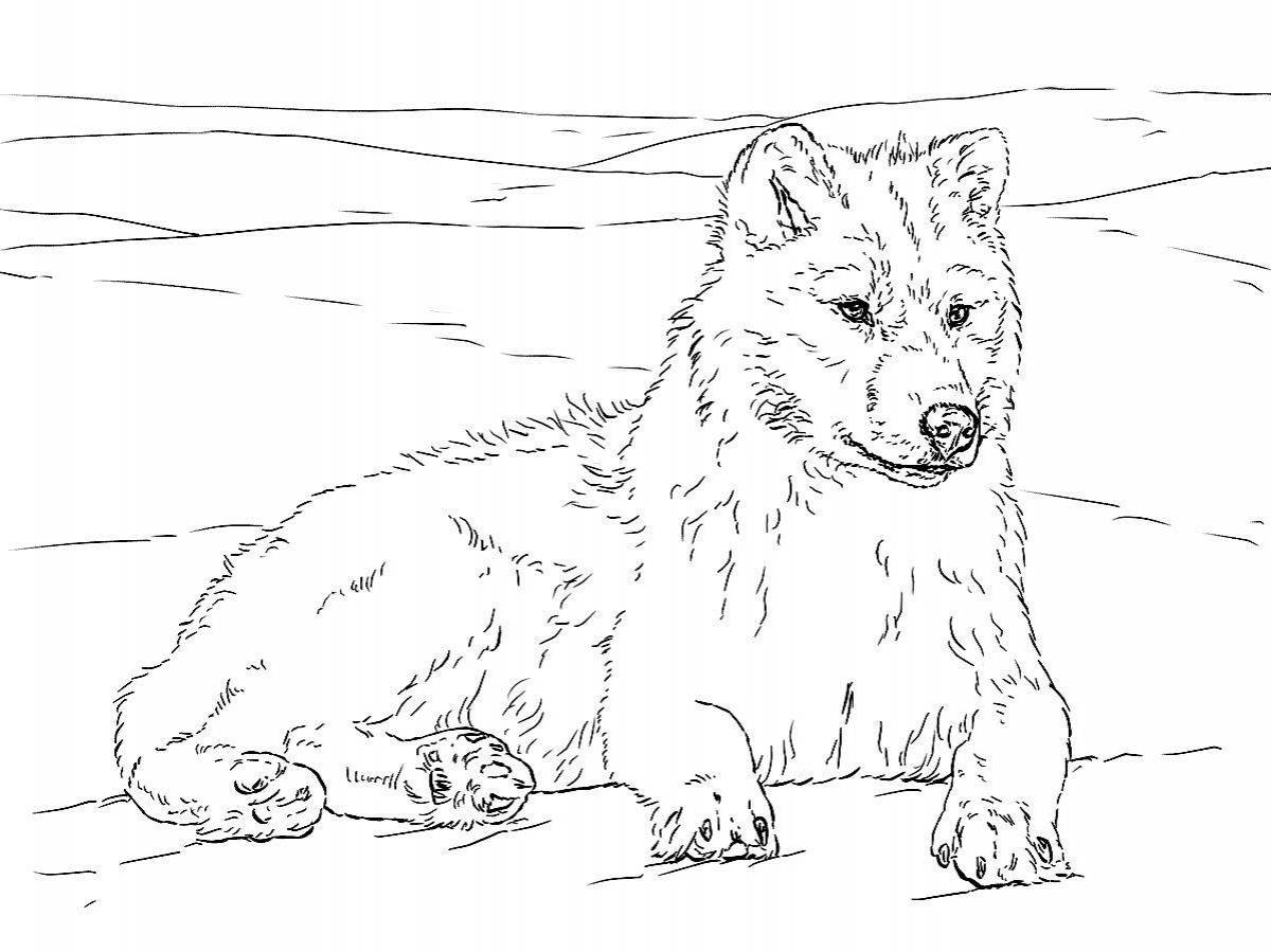 Раскраска элегантный красный волк