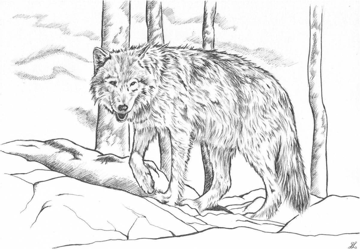 Увлекательная раскраска «рыжий волк»