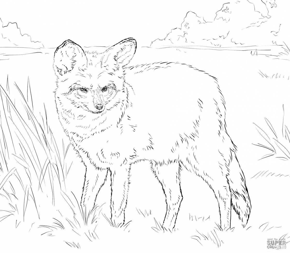 Great red wolf coloring page