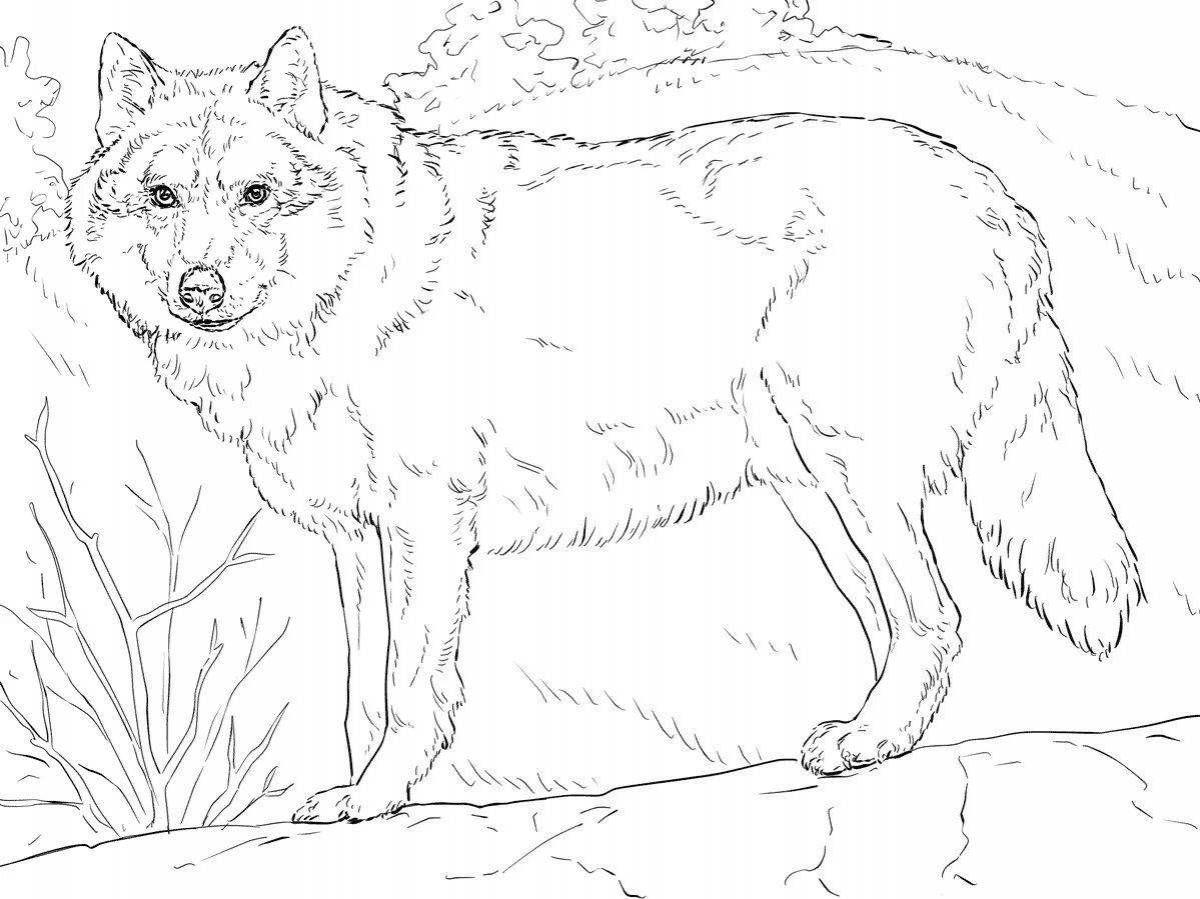 Раскраска буйный красный волк