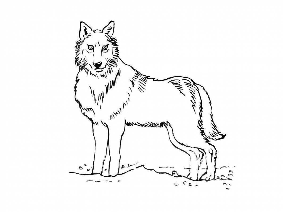 Red wolf from red book #2