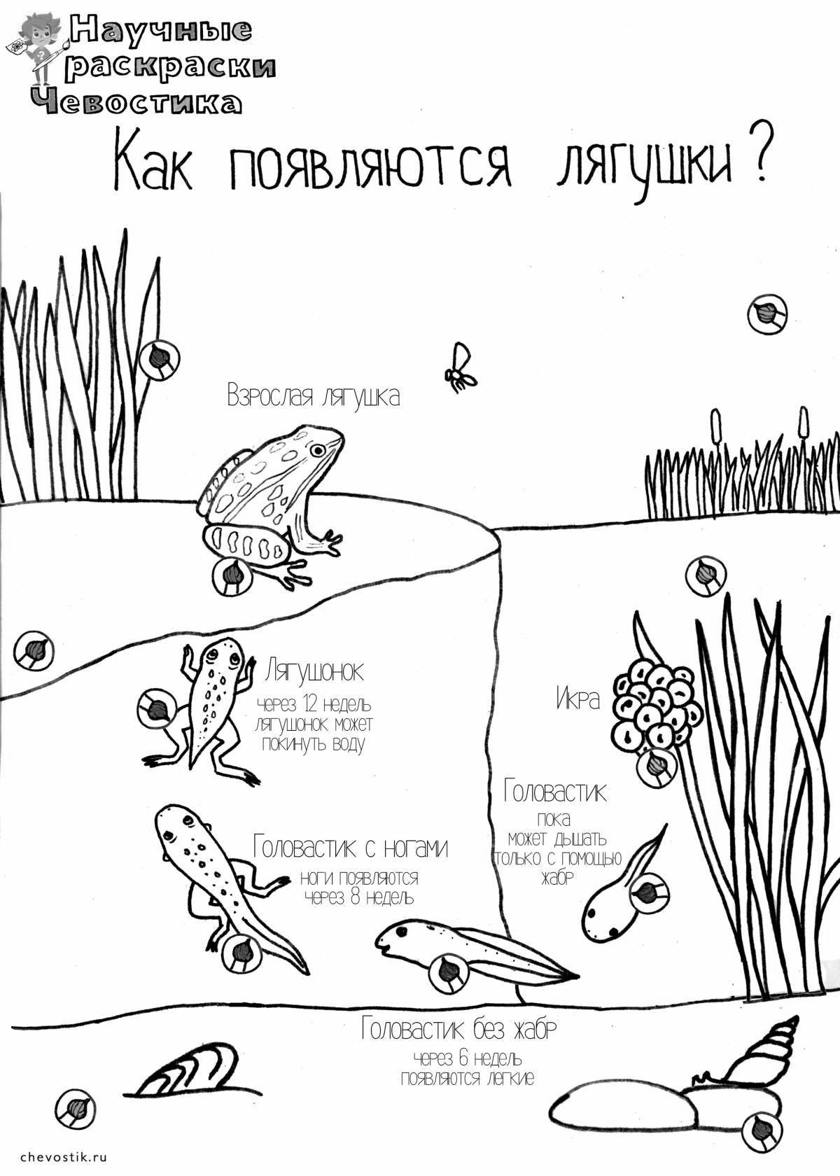 Раскраска очаровательный чевостик