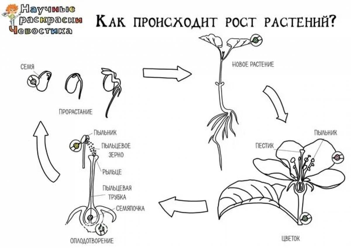 Раскраска лучистый шевостик